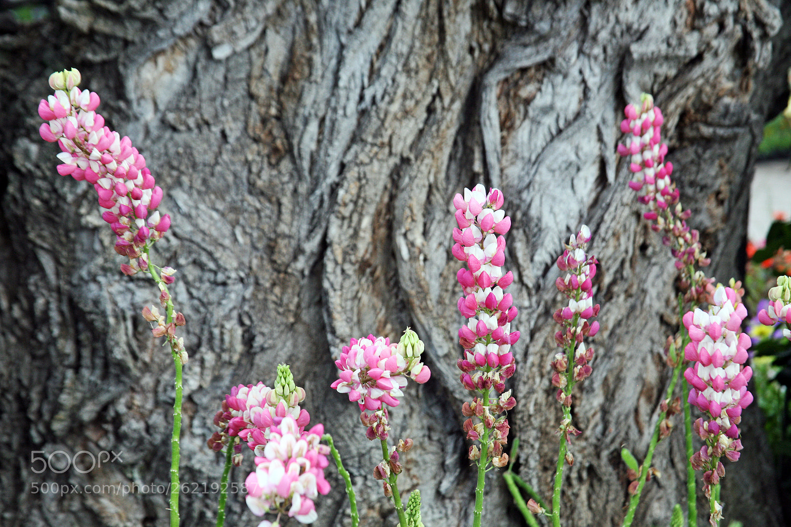 Canon EOS 5D sample photo. Decorative flowers,floraart 18,zagreb,croatia,1 photography
