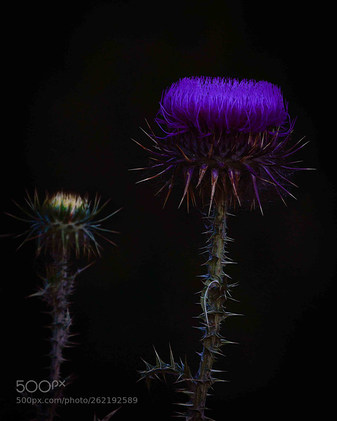 Nikon D800 sample photo. A colorful couple photography