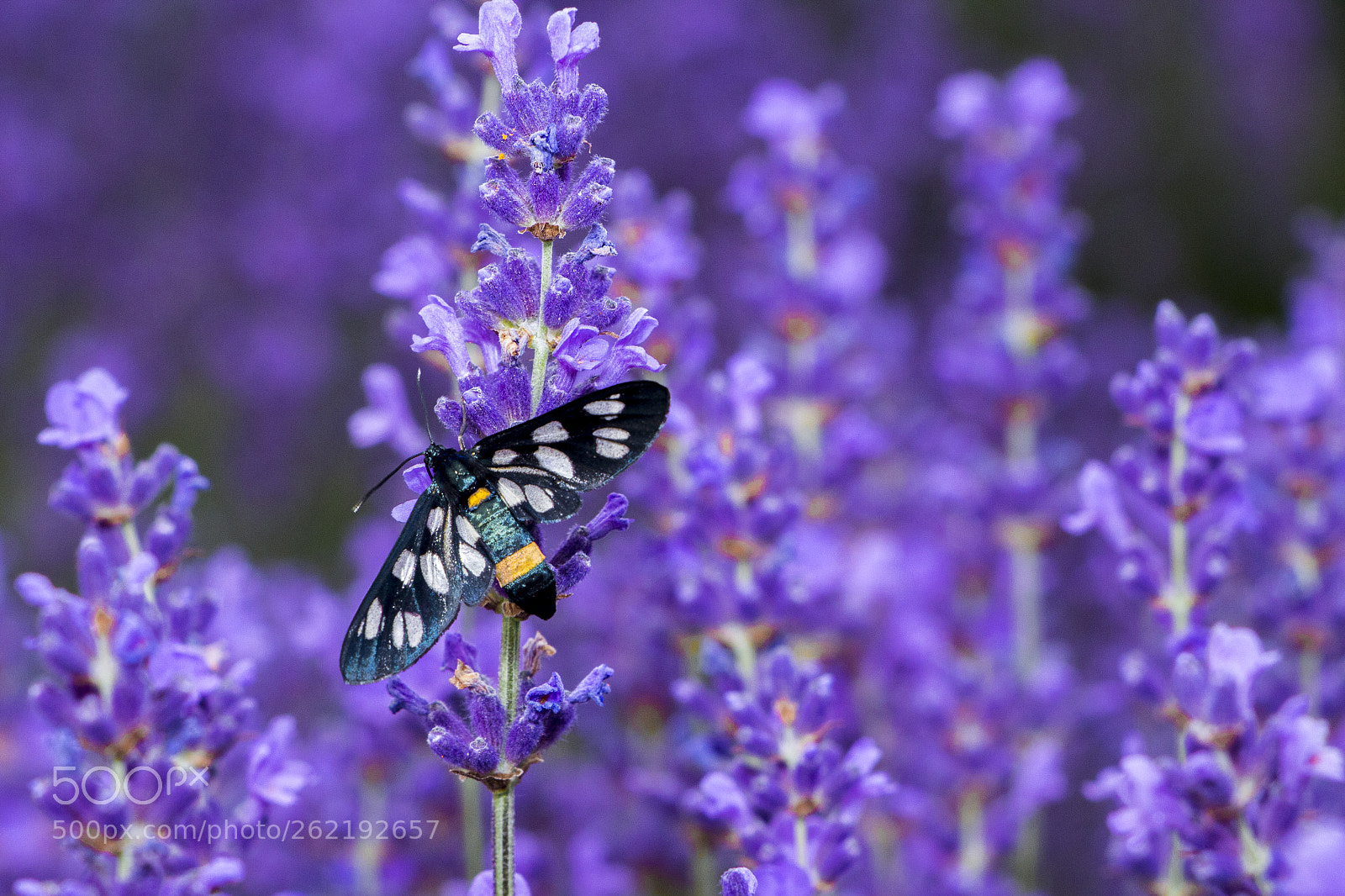 Canon EOS 700D (EOS Rebel T5i / EOS Kiss X7i) sample photo. By lavander photography
