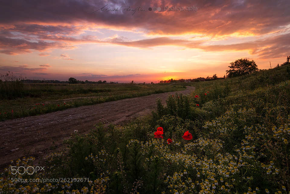 Canon EOS 7D sample photo. Poppy photography