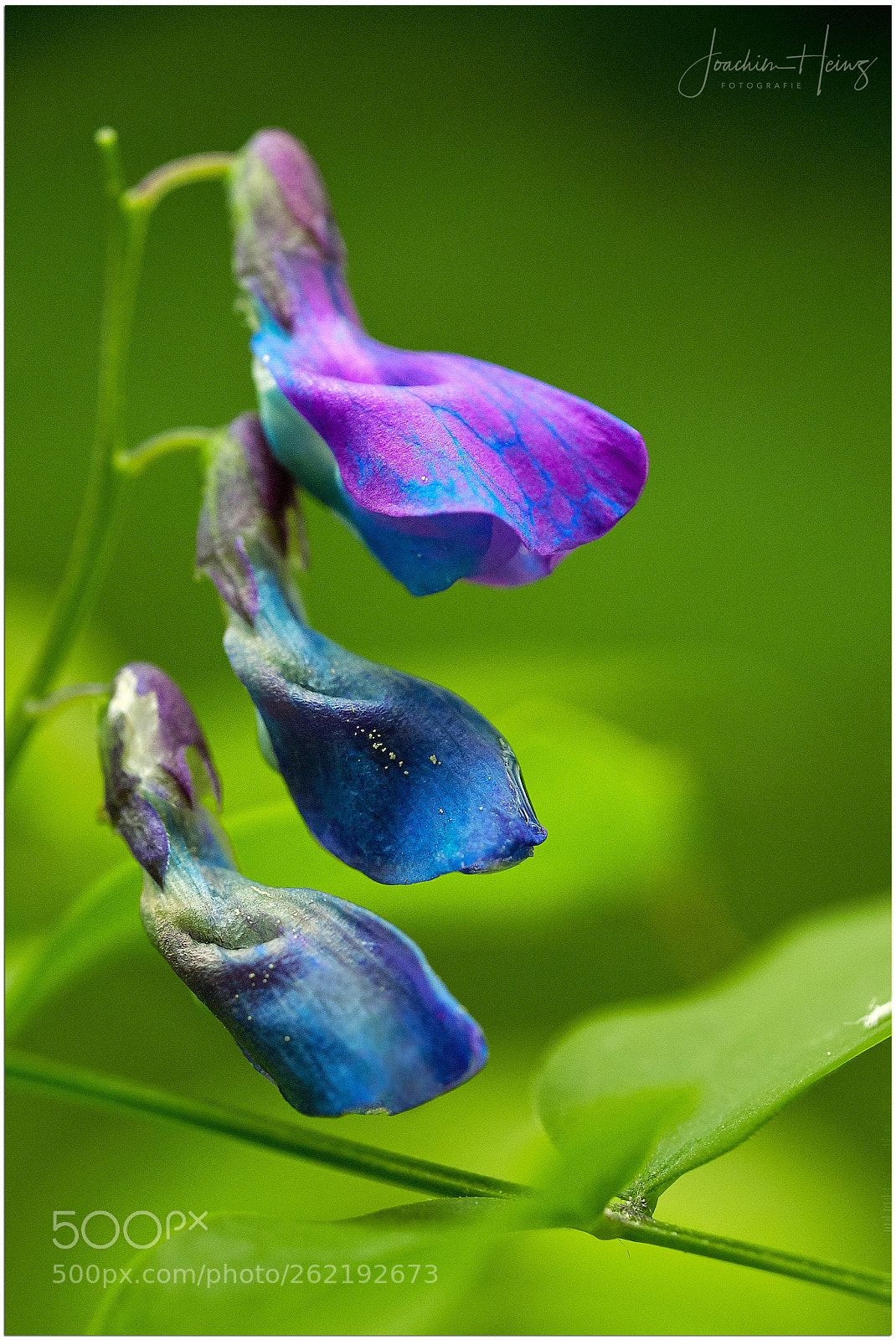 Fujifilm X-T2 sample photo. Lathyrus vernus photography