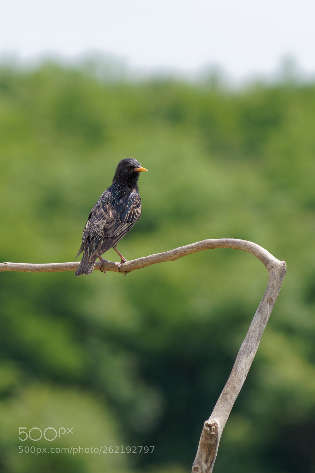Sony DT 55-200mm F4-5.6 SAM sample photo. Rest photography