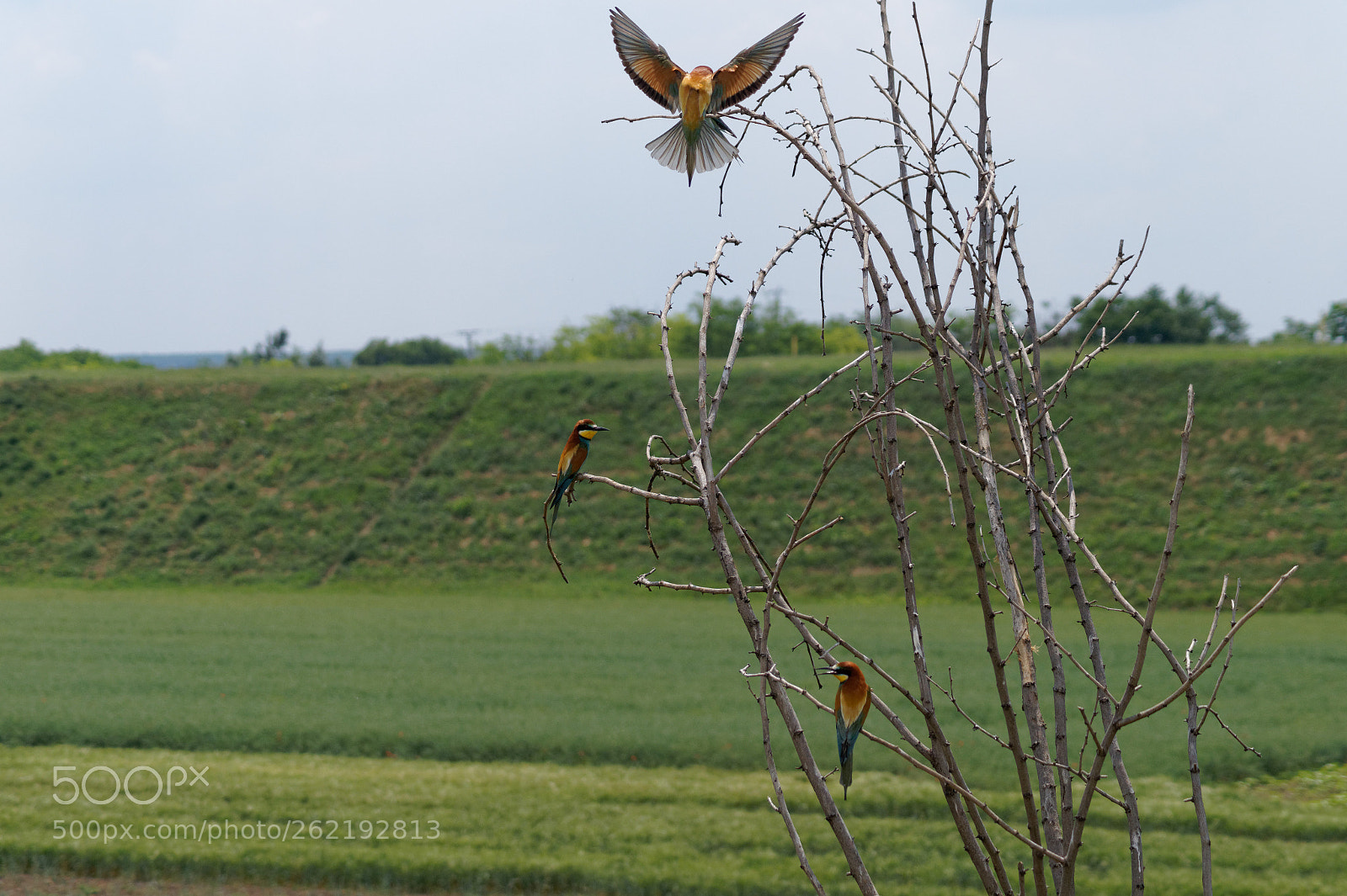 Sony DT 55-200mm F4-5.6 SAM sample photo. Landing photography