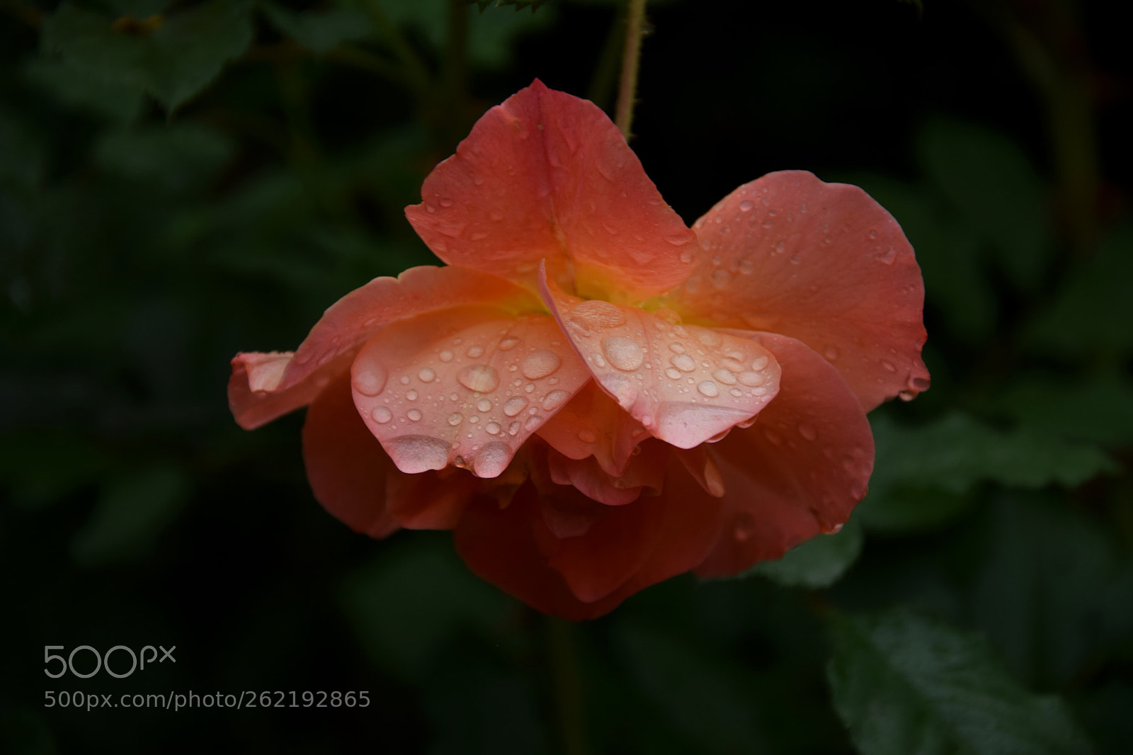Nikon D3300 sample photo. Rose photography
