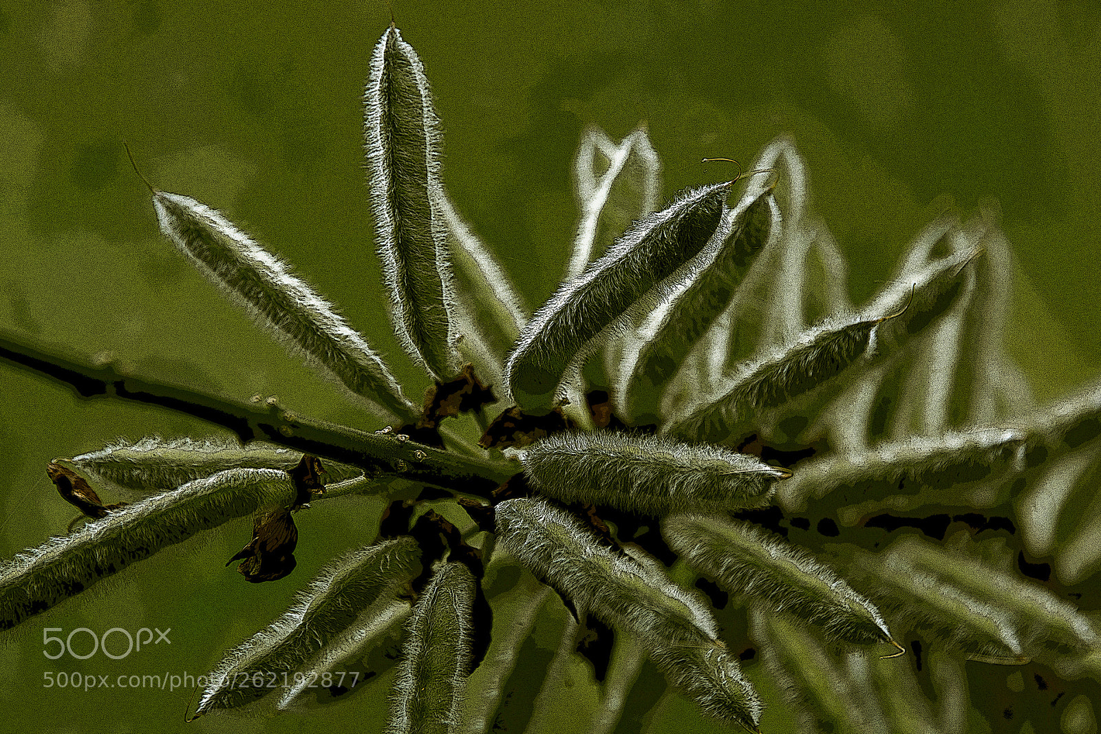 Nikon D7100 sample photo. Seeds photography