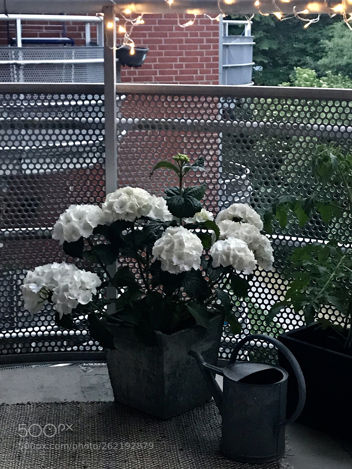 Apple iPhone 7 Plus sample photo. Flowers on my balcony photography