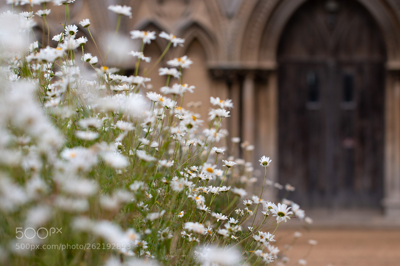 Canon EOS 70D sample photo. Welcome daisies photography