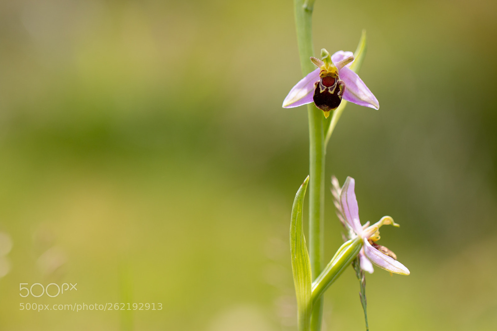 Canon EOS 70D sample photo. Bee orchid photography