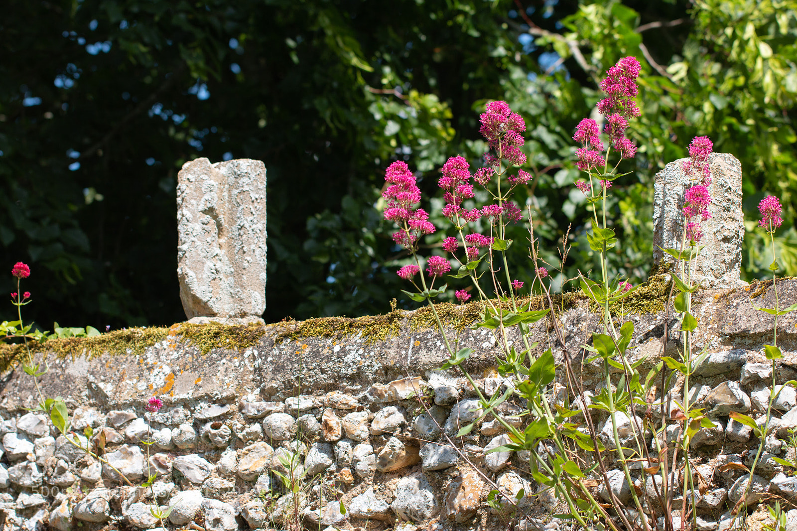 Canon EOS 70D sample photo. Valerian wall photography