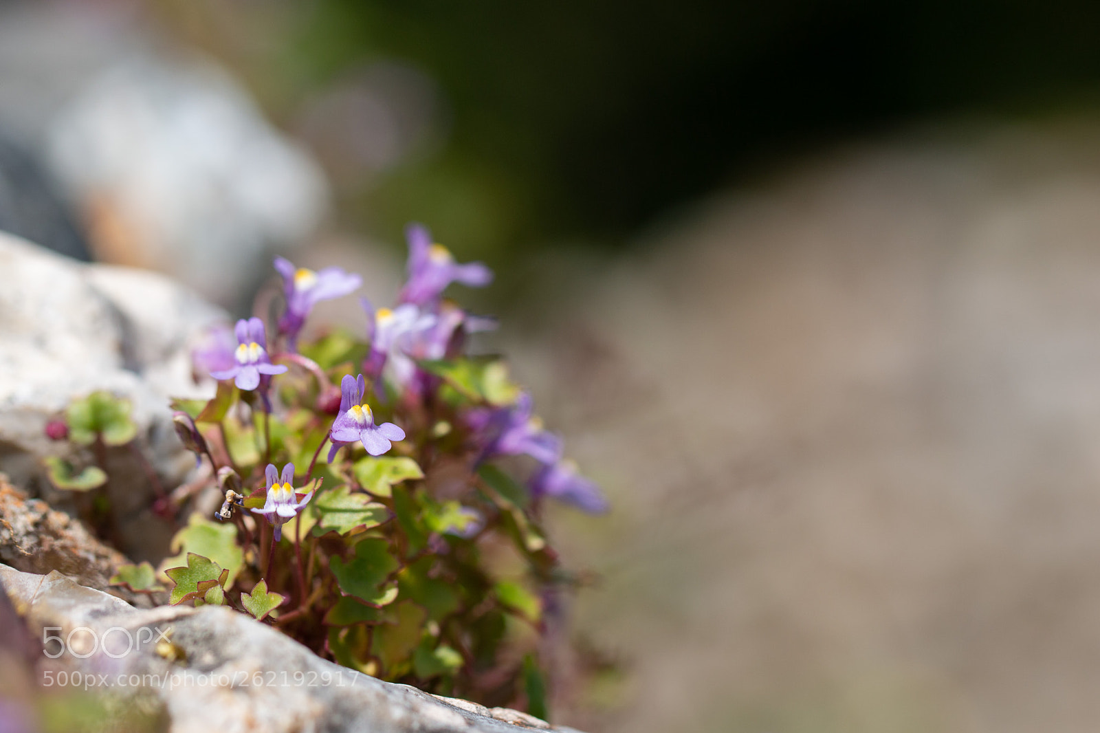 Canon EOS 70D sample photo. Wall toadflax photography