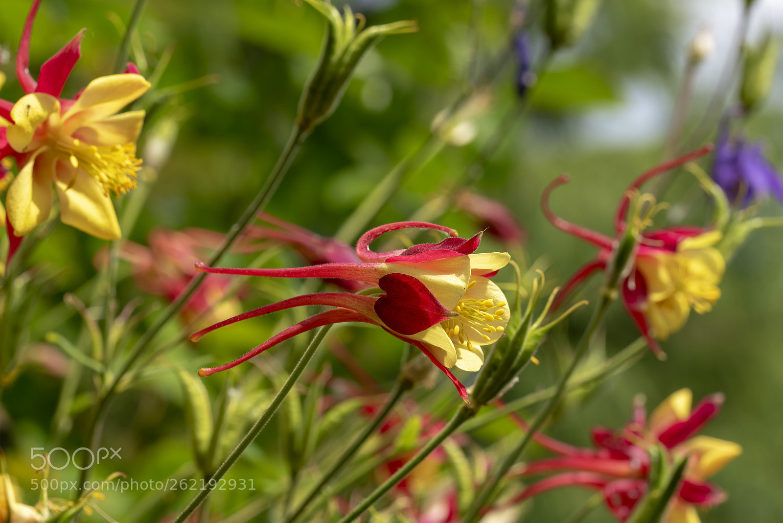 Nikon D750 sample photo. Aquilegia photography