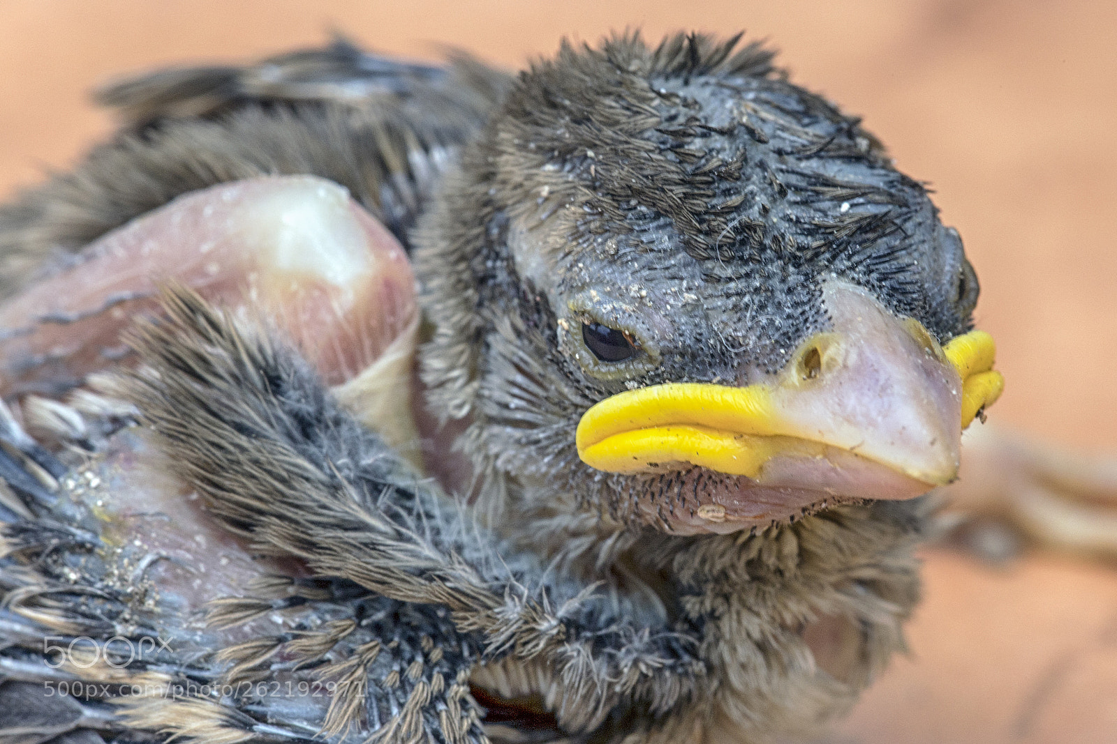 Canon EOS 6D sample photo. Primo volo fallito photography
