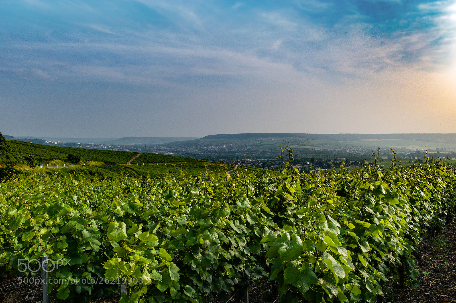 Leica M9 sample photo. Vineyards above epernay photography
