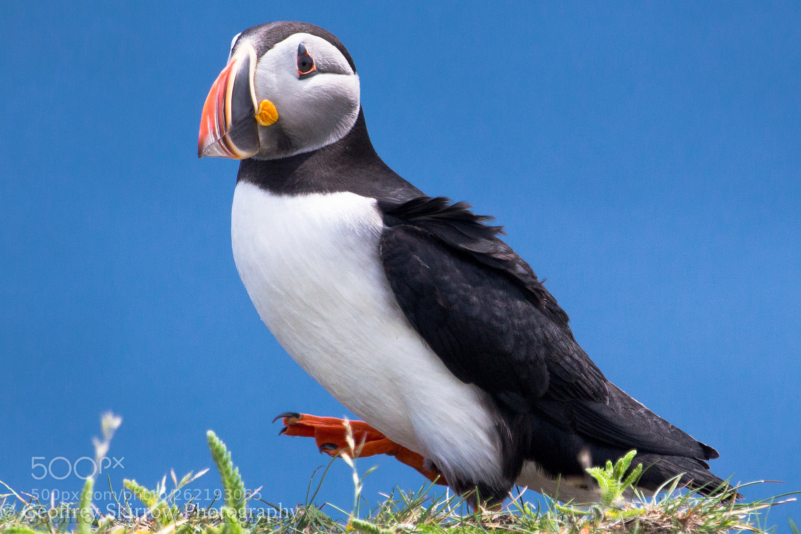 Canon EOS 650D (EOS Rebel T4i / EOS Kiss X6i) sample photo. Atlantic puffin photography