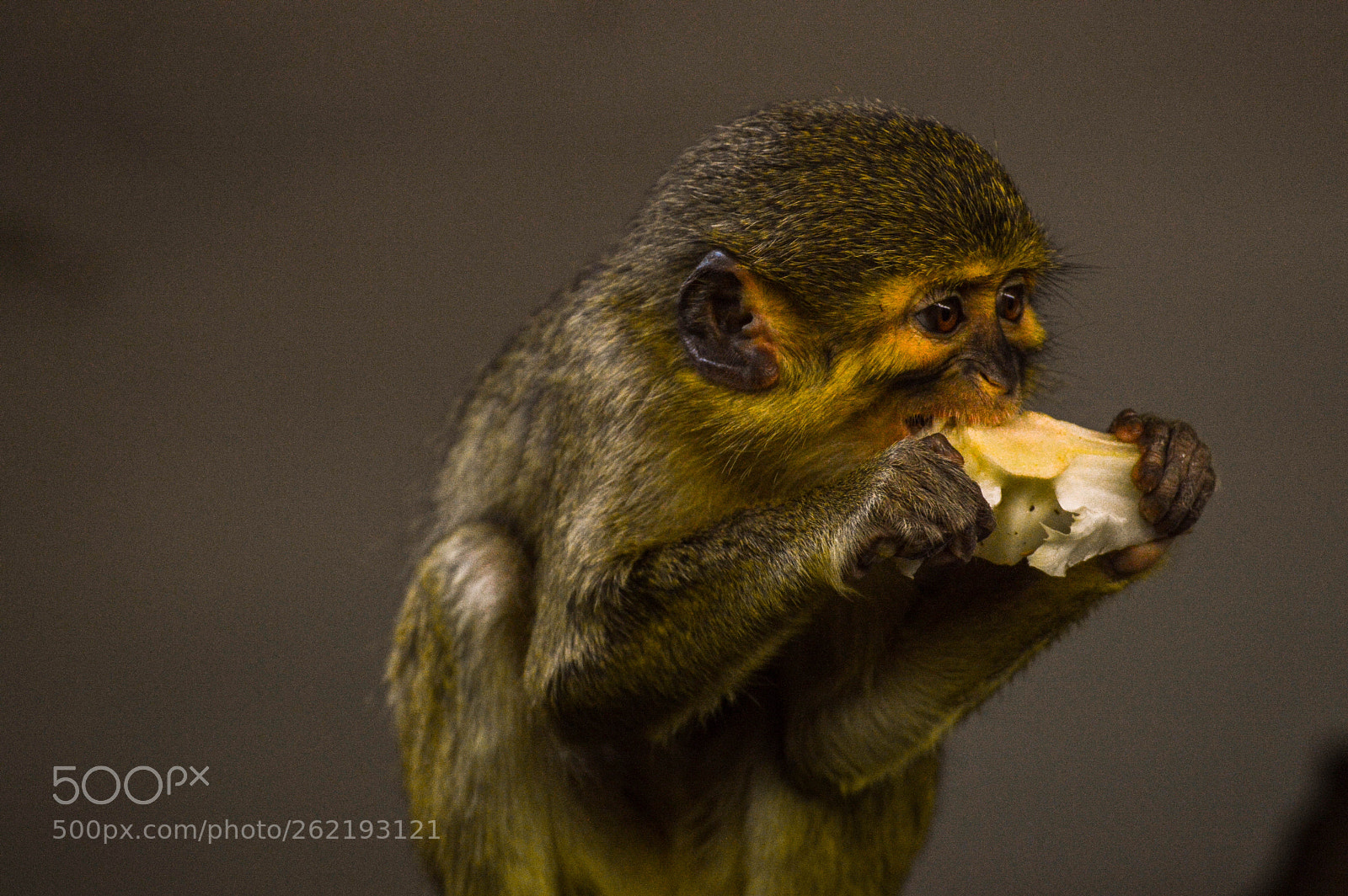 Nikon D3200 sample photo. Little eating monkey photography