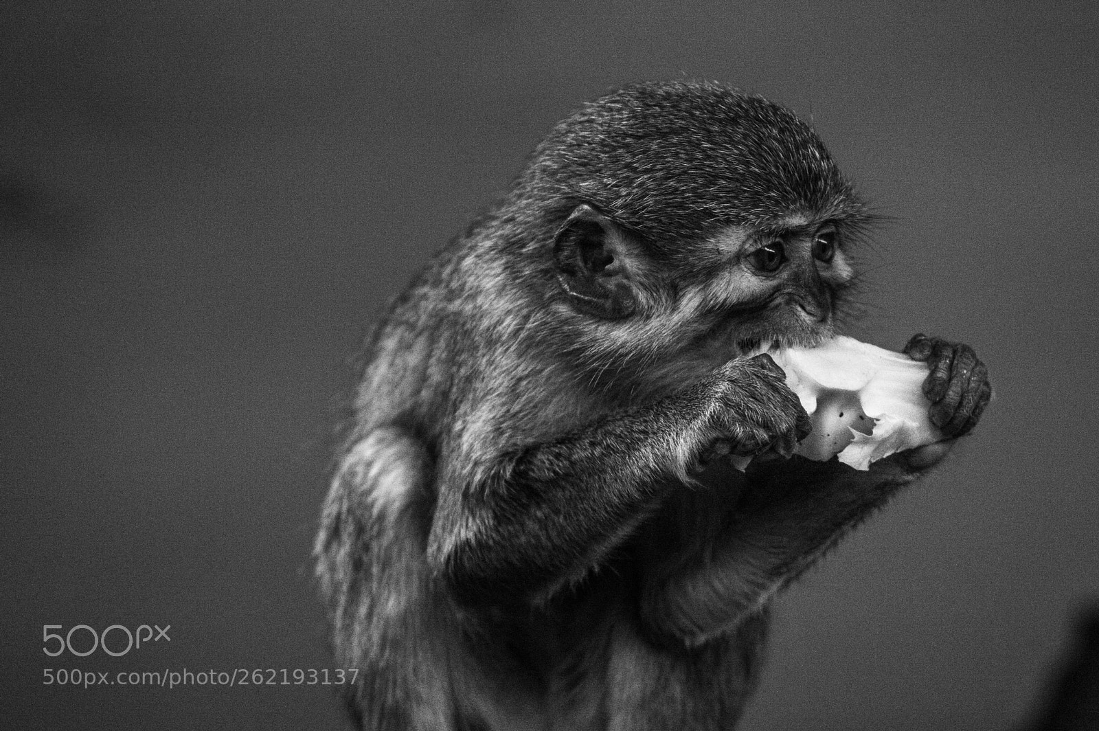 Nikon D3200 sample photo. Little eating monkey photography