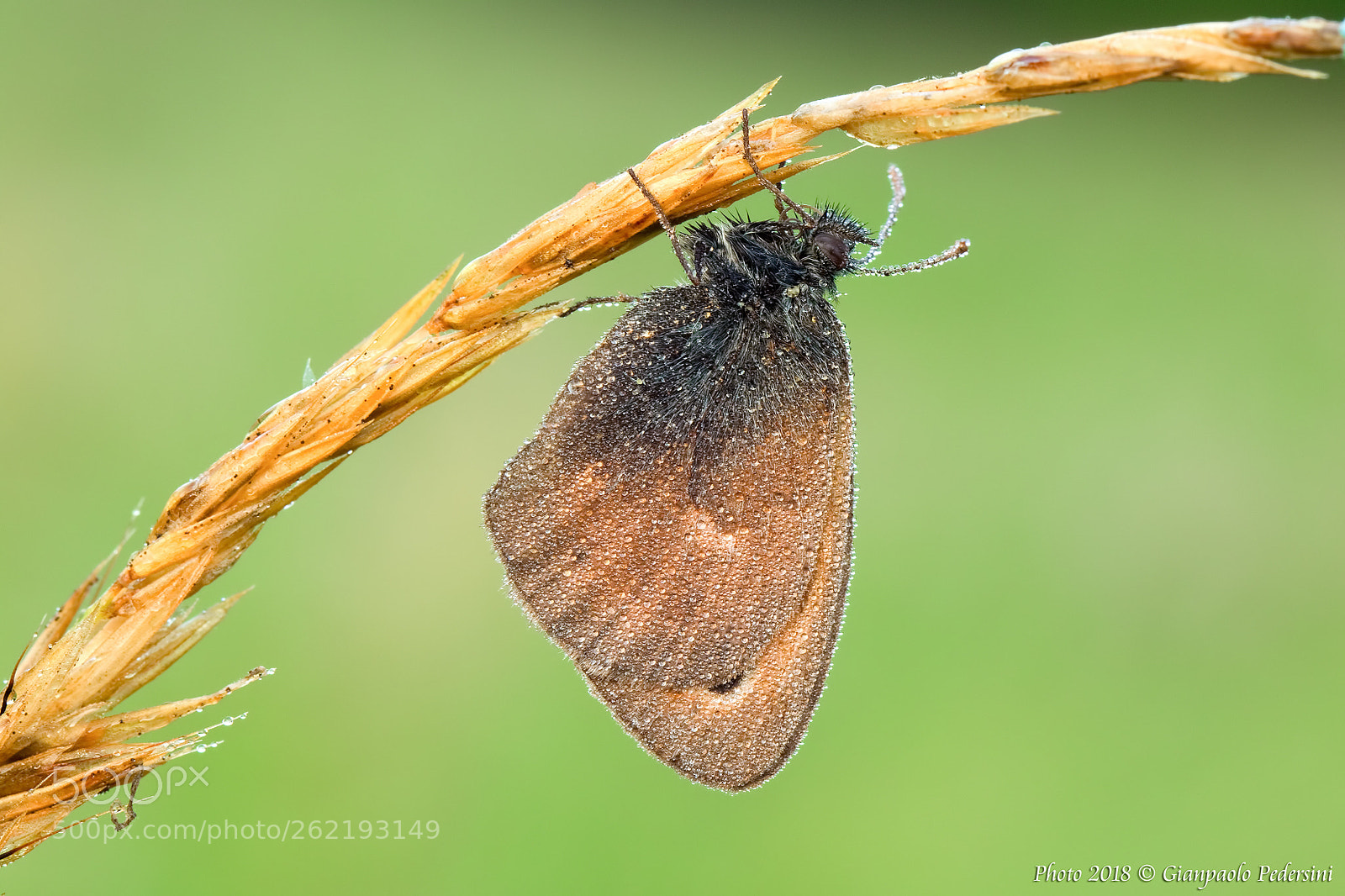 Canon EOS 7D Mark II sample photo. Coenonympha pamphilus photography