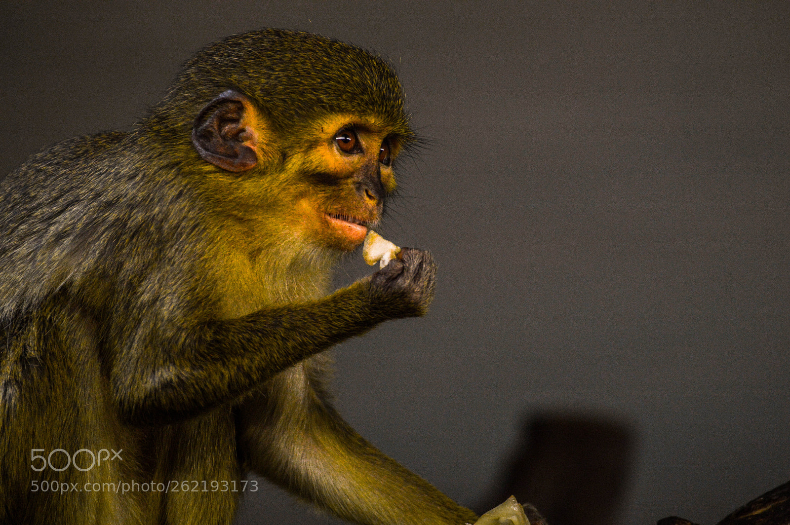 Nikon D3200 sample photo. Little eating monkey photography