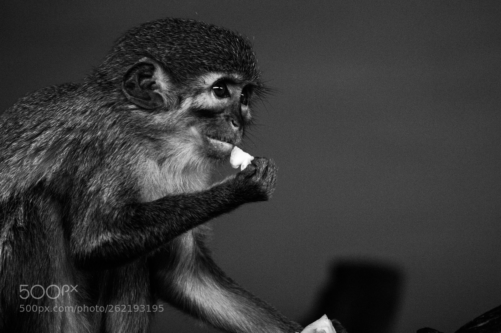 Nikon D3200 sample photo. Little eating monkey photography