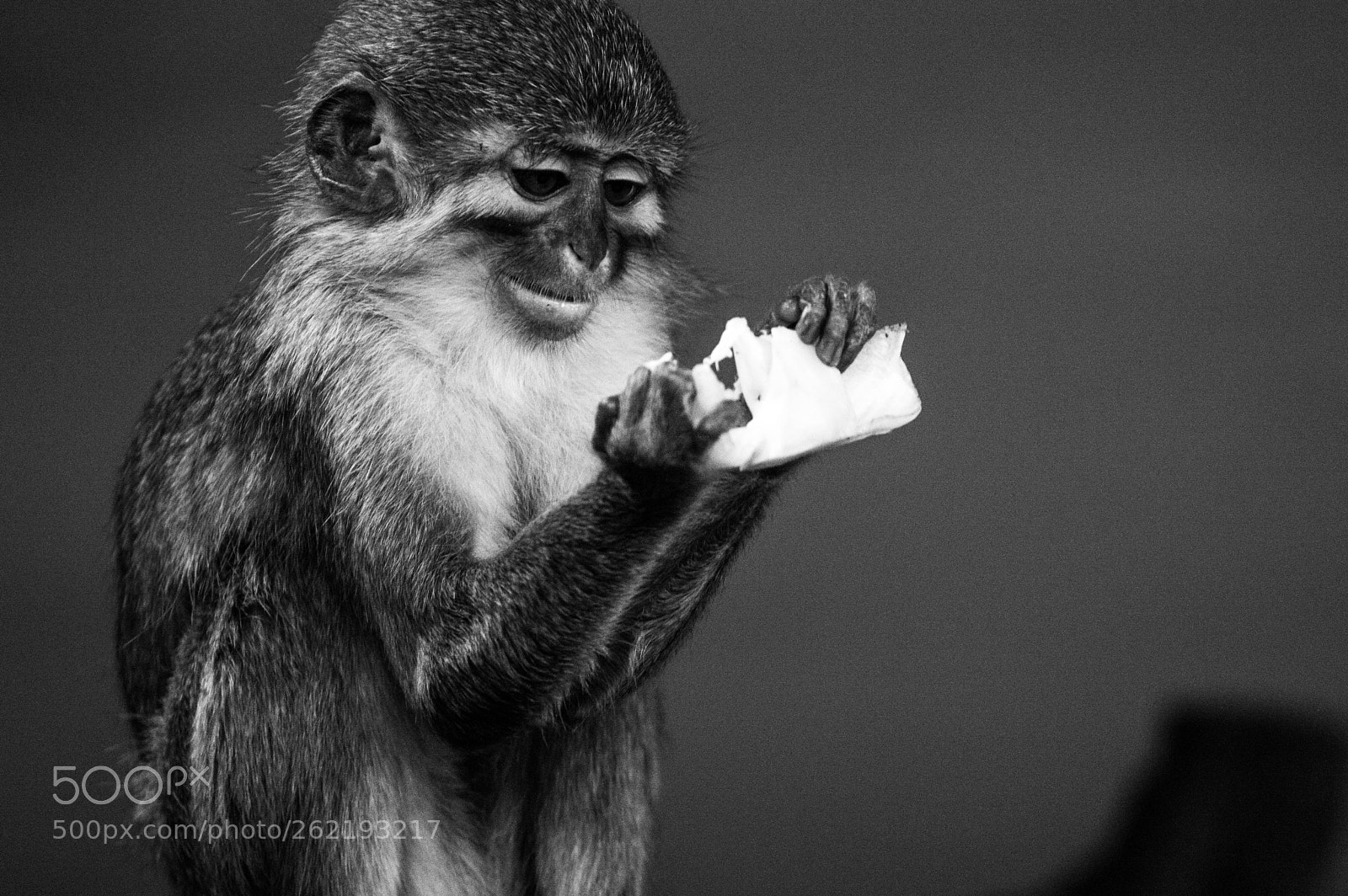 Nikon D3200 sample photo. Little eating monkey photography