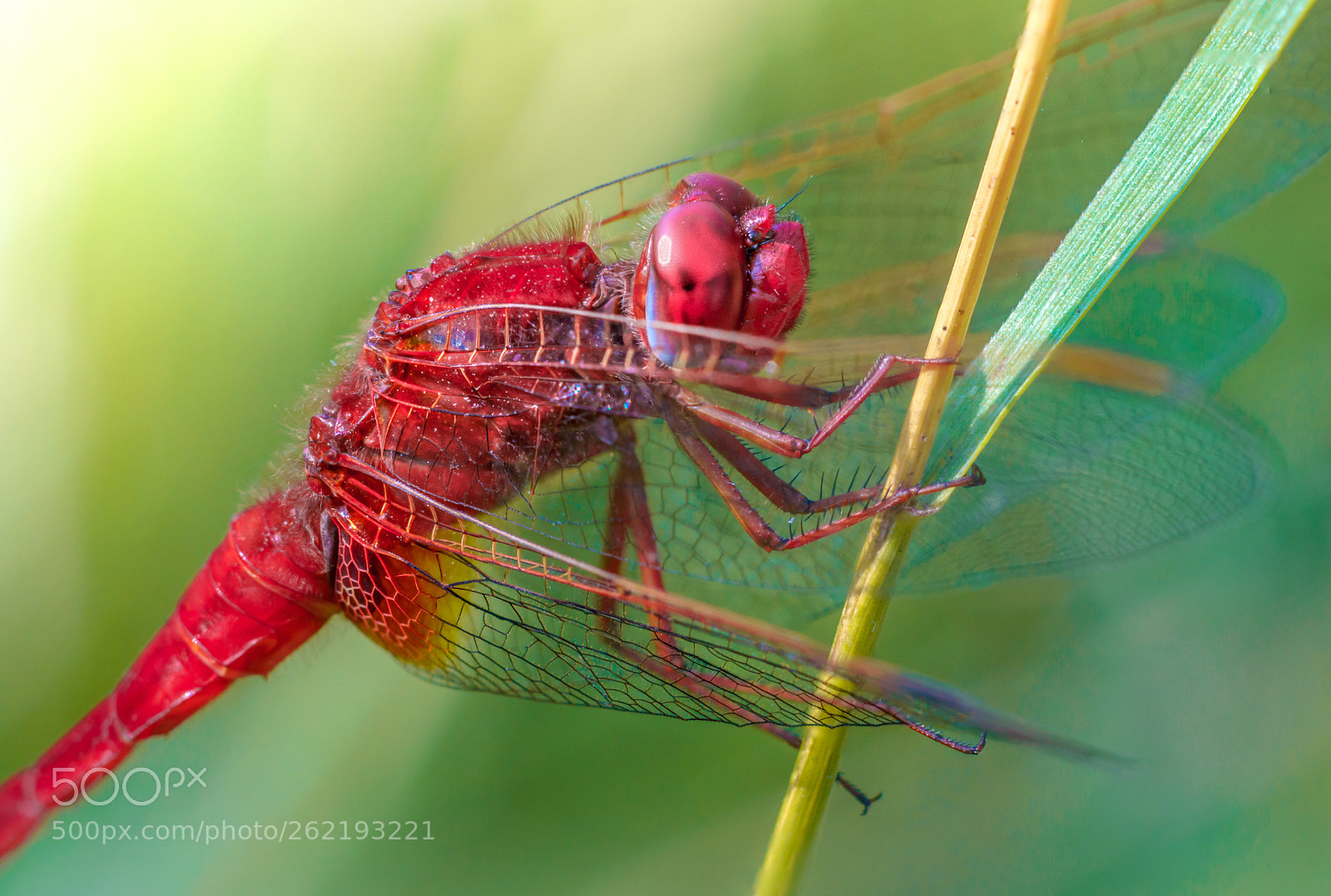 Sony a6500 sample photo. Red dragonfly portrait photography