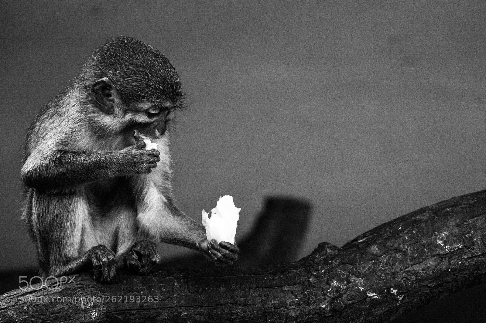 Nikon D3200 sample photo. Little eating monkey photography