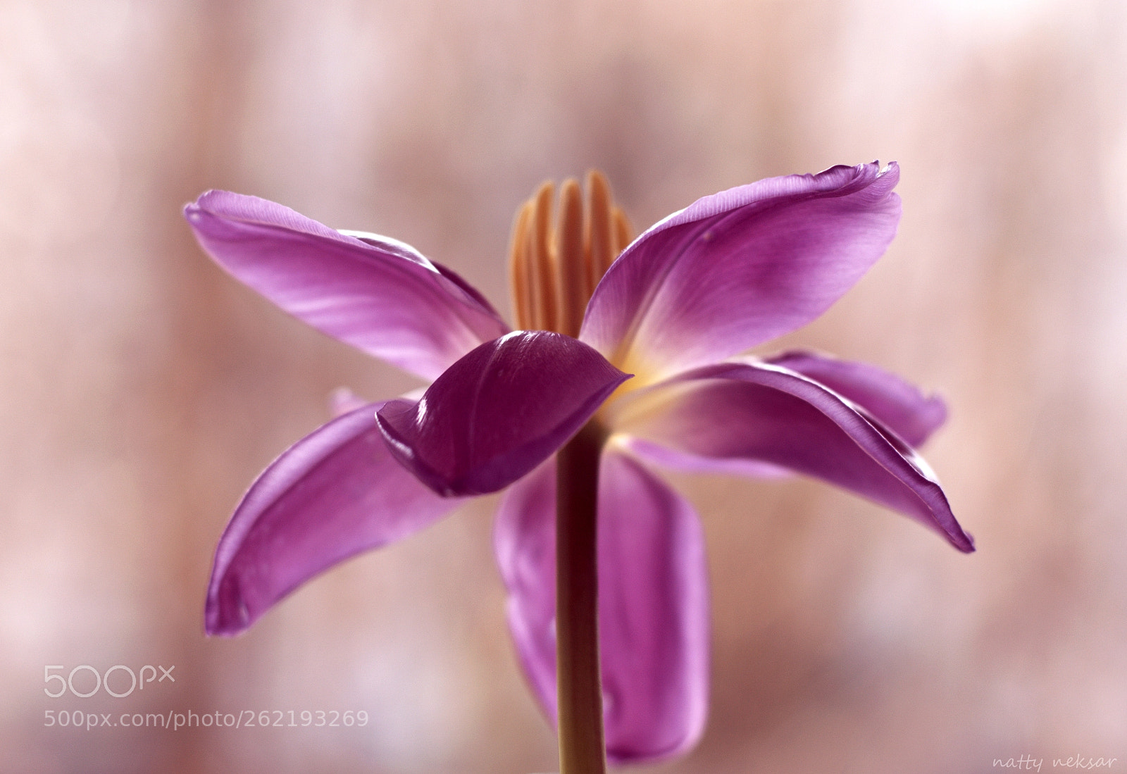 Nikon D5300 sample photo. Tulip...#47 photography