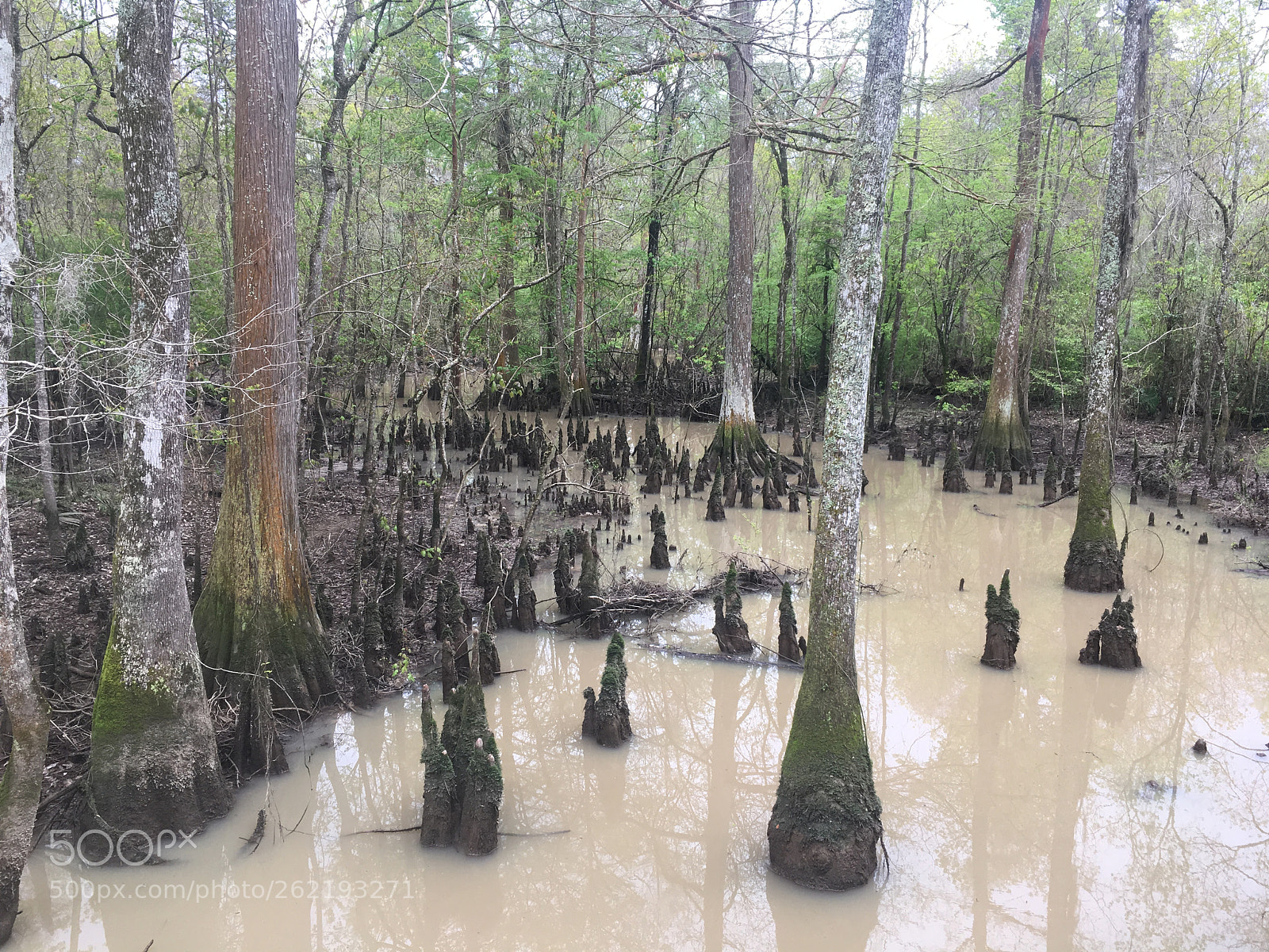 Apple iPhone 6s sample photo. Louisiana swamp photography