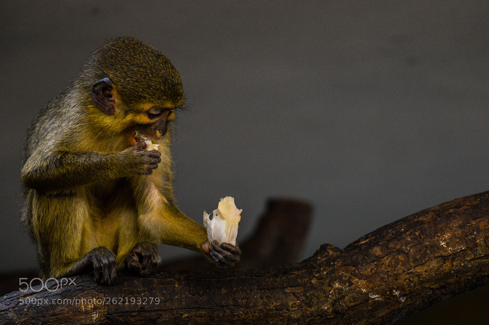 Nikon D3200 sample photo. Little eating monkey photography