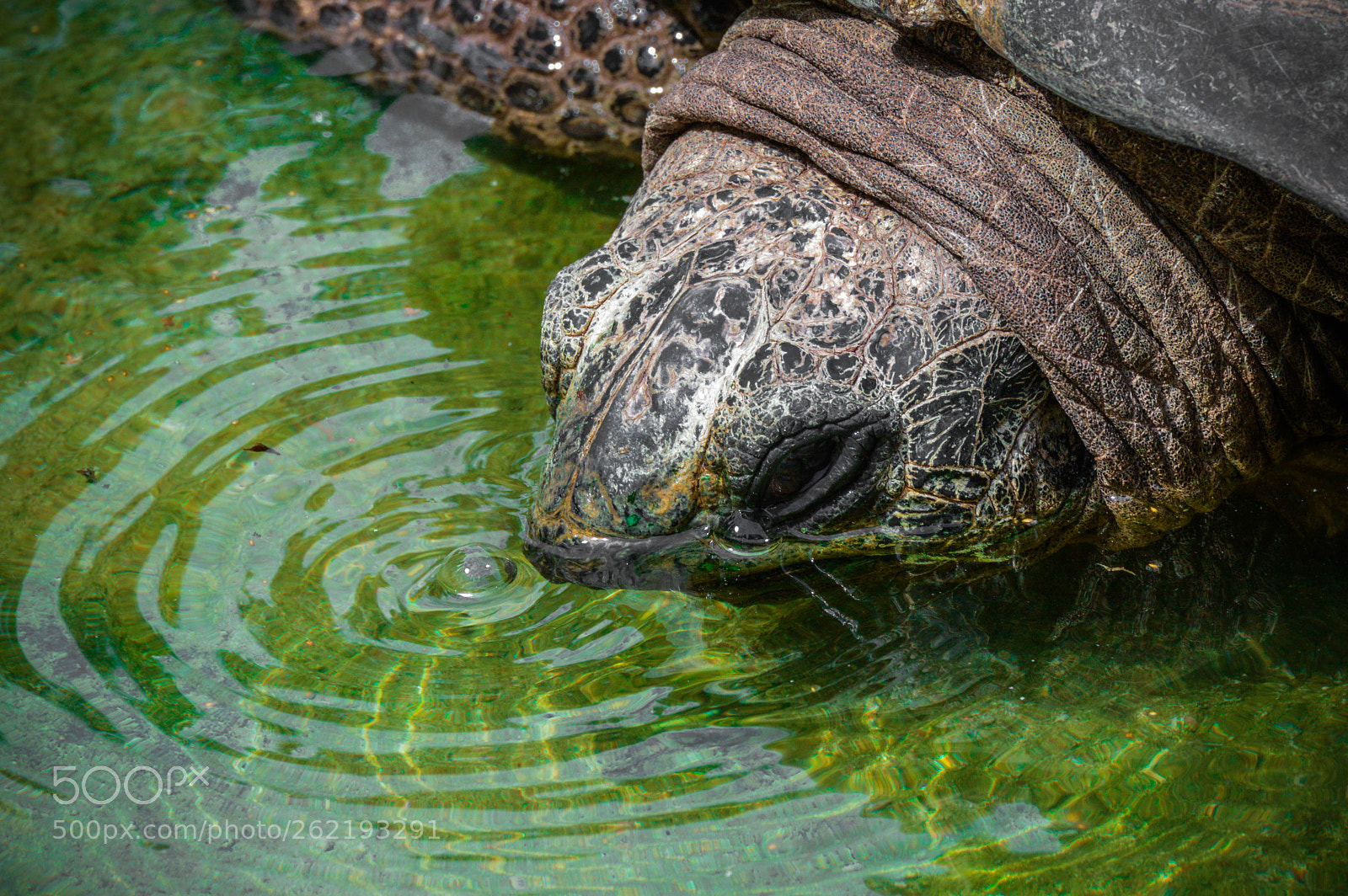 Nikon D3200 sample photo. Turtle in the water photography
