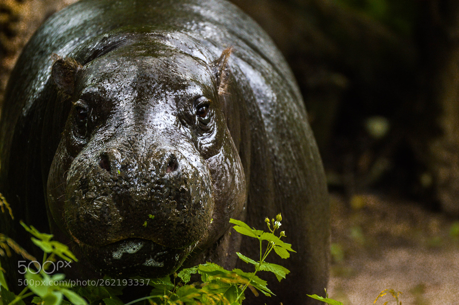 Nikon D3200 sample photo. Happy hippo in the photography