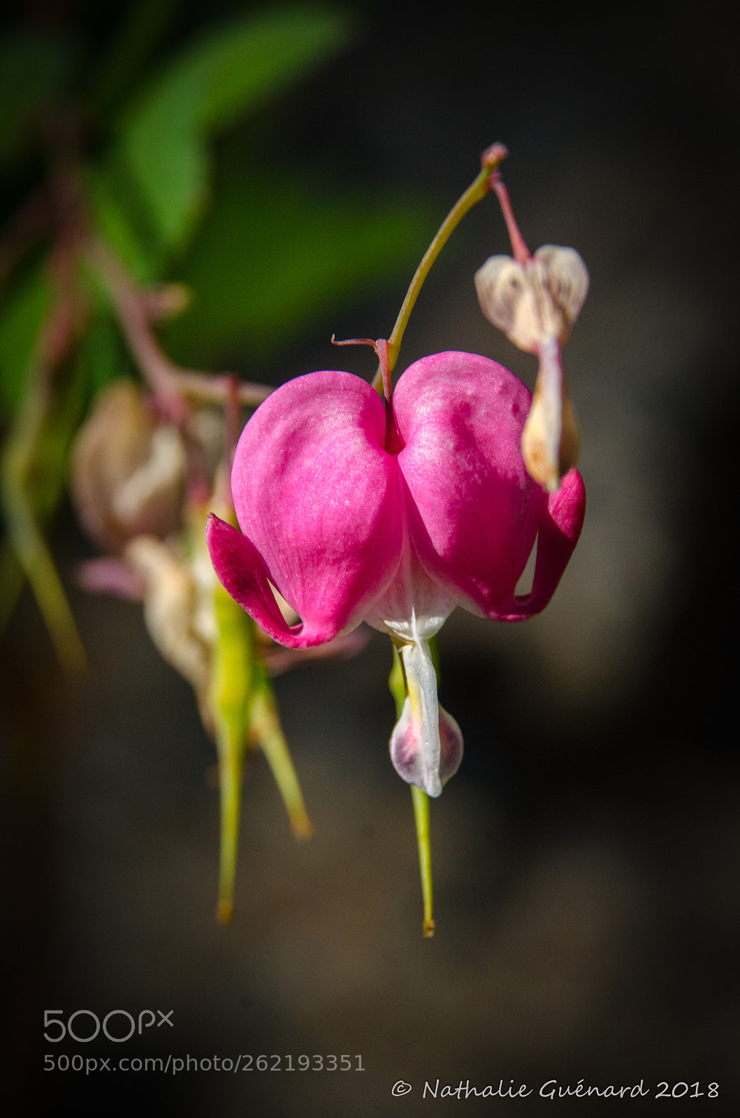 Nikon D7000 sample photo. Bleeding heart / coeur saignant photography