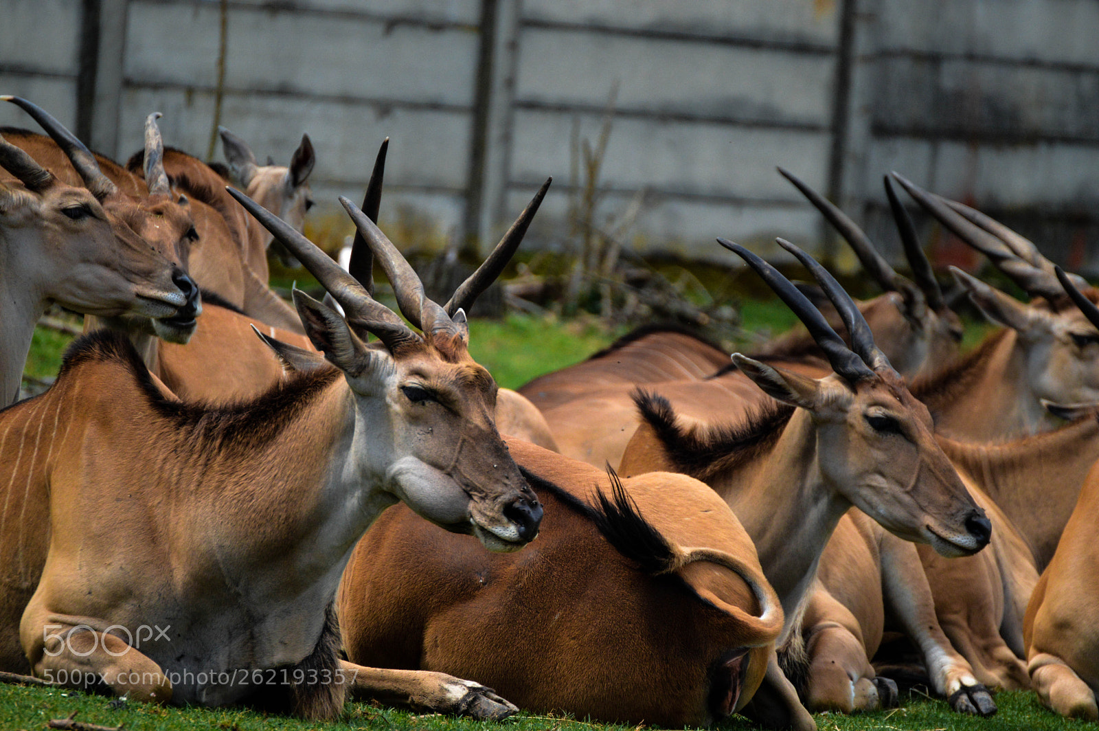 Nikon D3200 sample photo. Crowd of antelopes photography