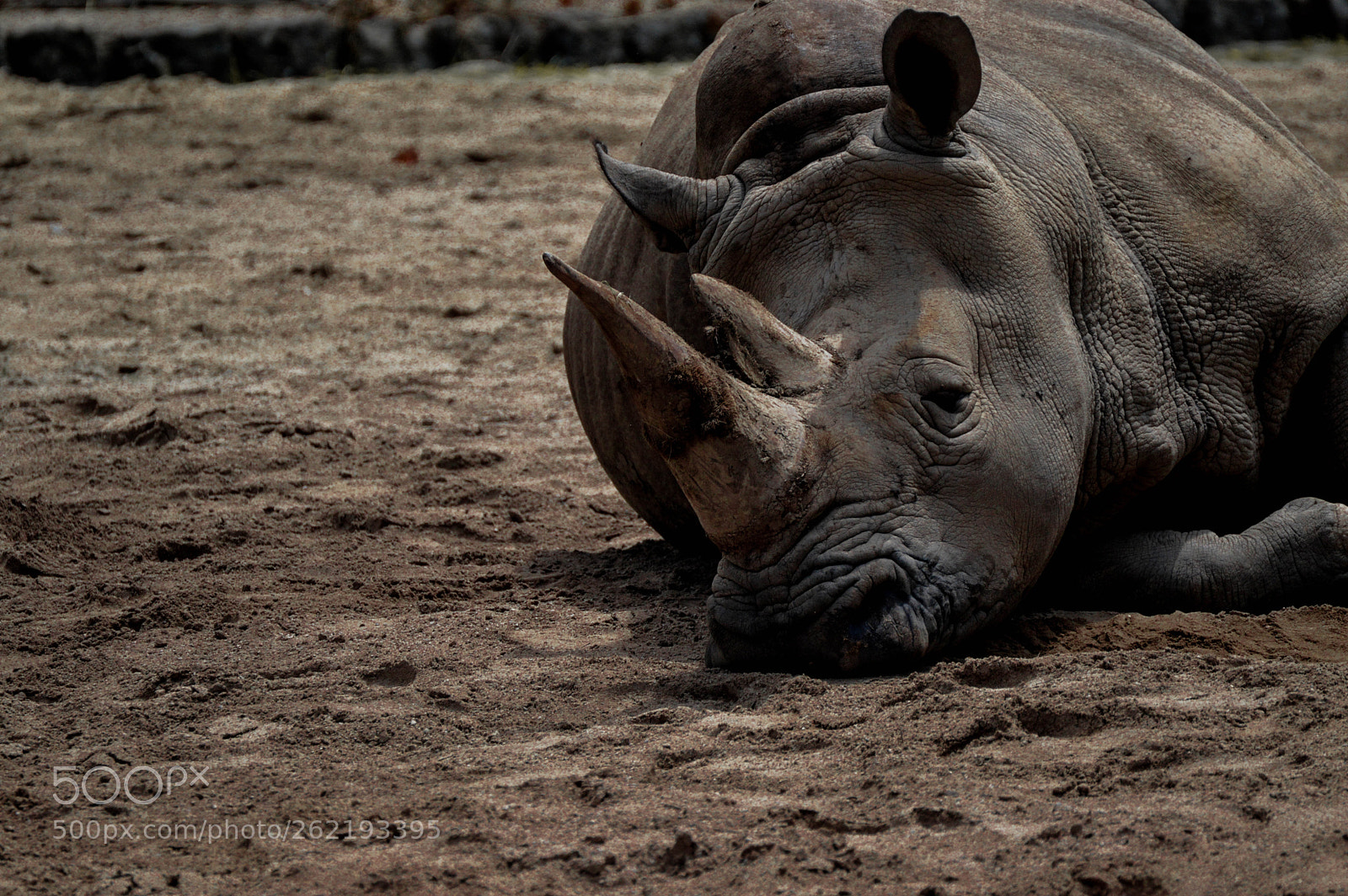 Nikon D3200 sample photo. Exhousted rhino on the photography