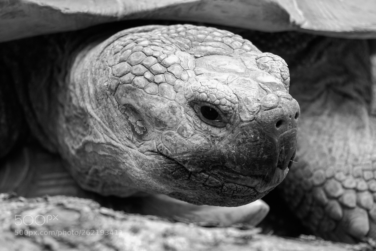 Sony a5100 sample photo. Turtle. photography