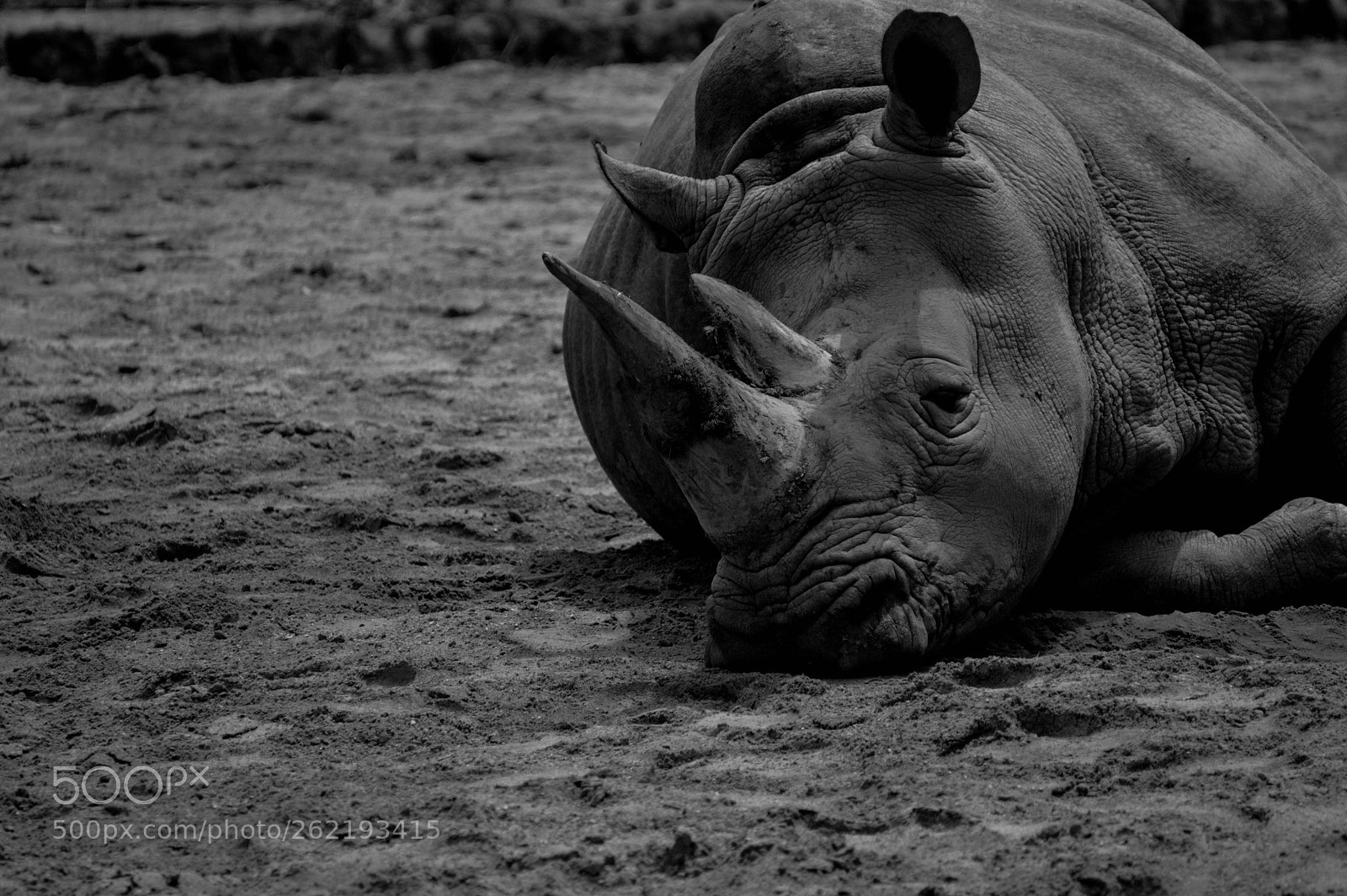 Nikon D3200 sample photo. Exhousted rhino on the photography