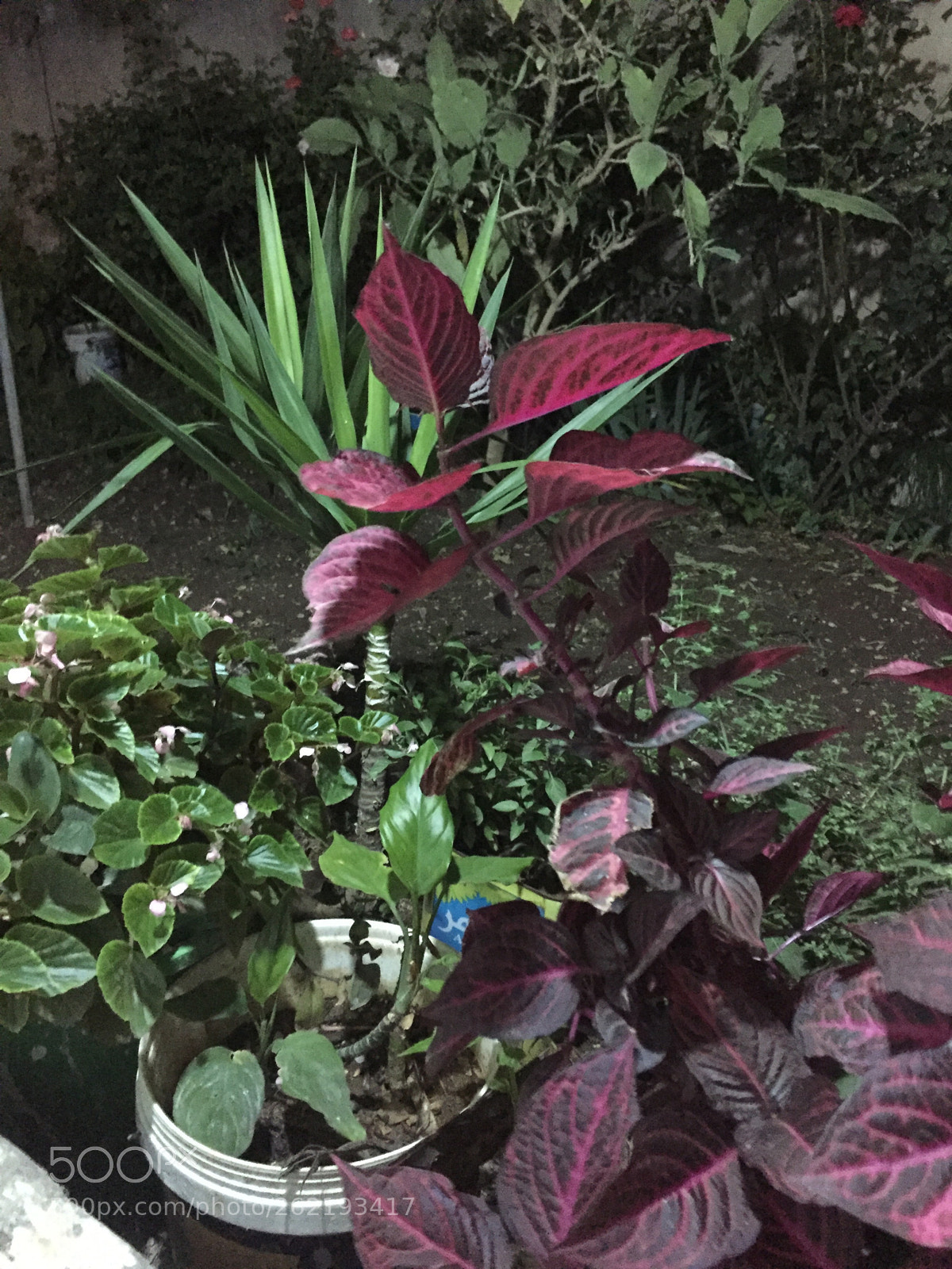 Apple iPhone 6 sample photo. Untitled photography