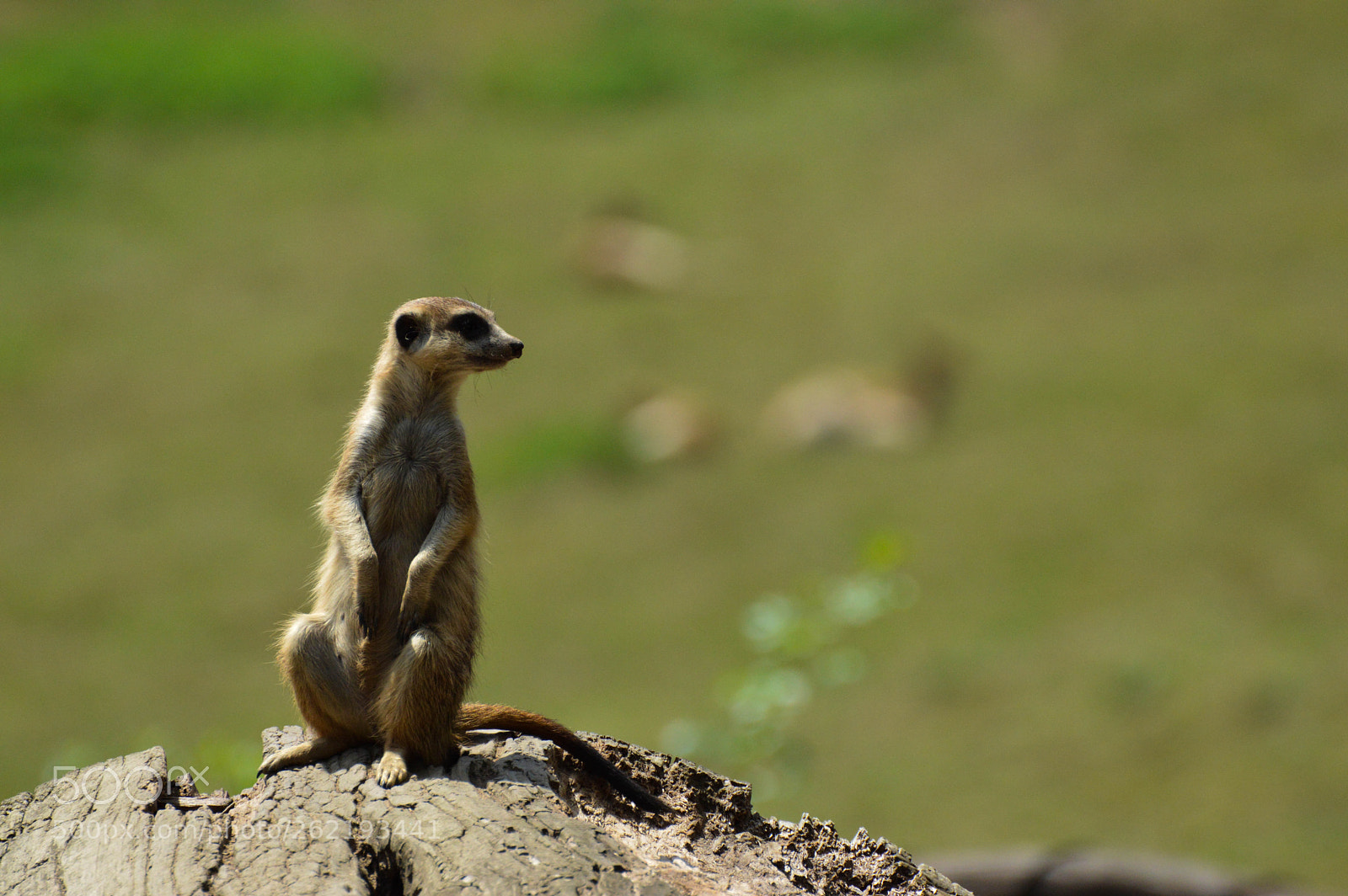 Nikon D3200 sample photo. Meerkat standing and looking photography