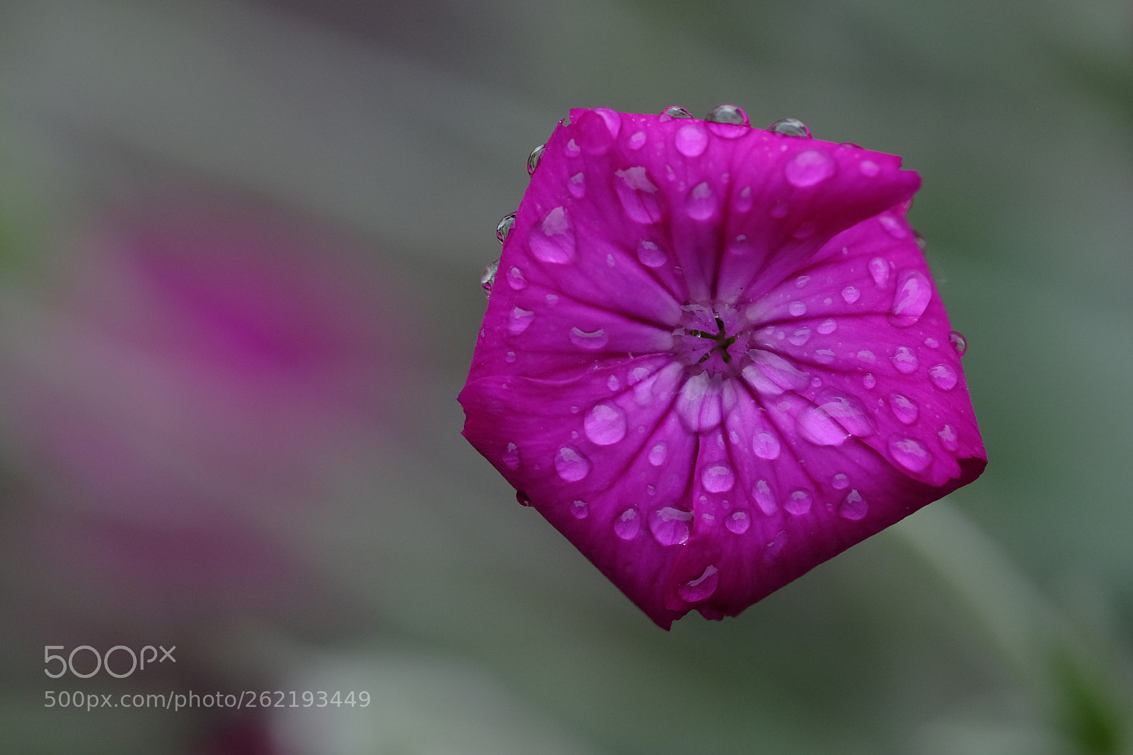 Fujifilm X-T10 sample photo. 584 photography