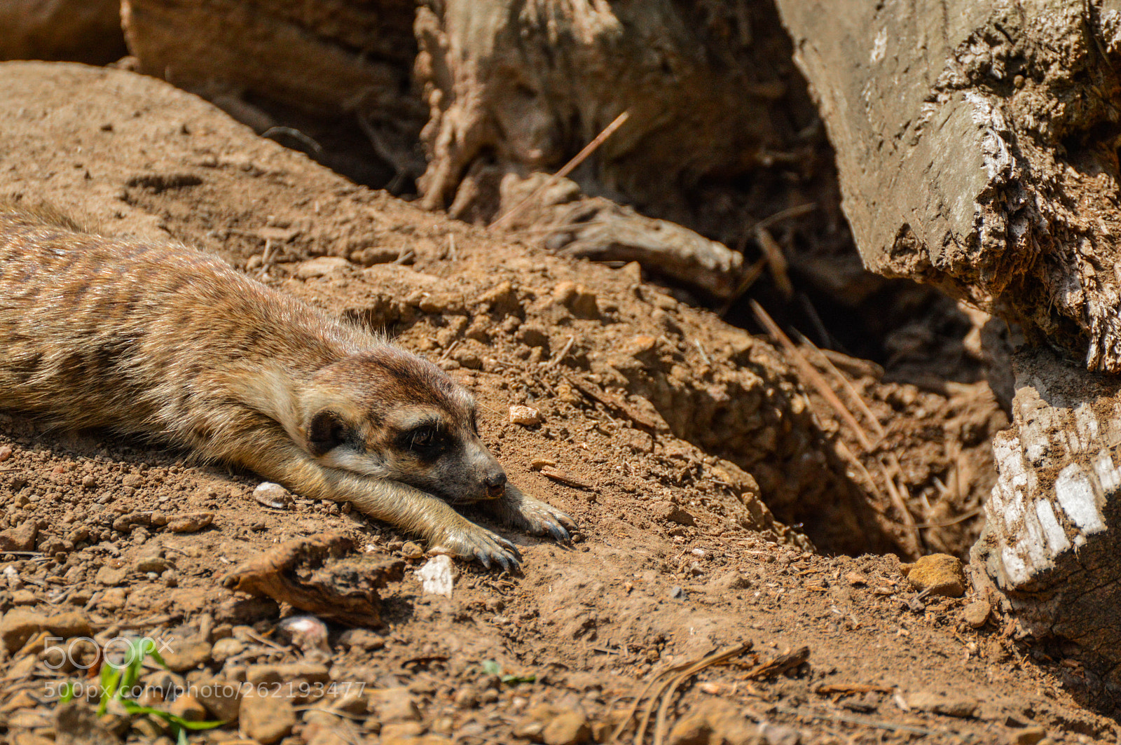 Nikon D3200 sample photo. Meerkat lieing on the photography