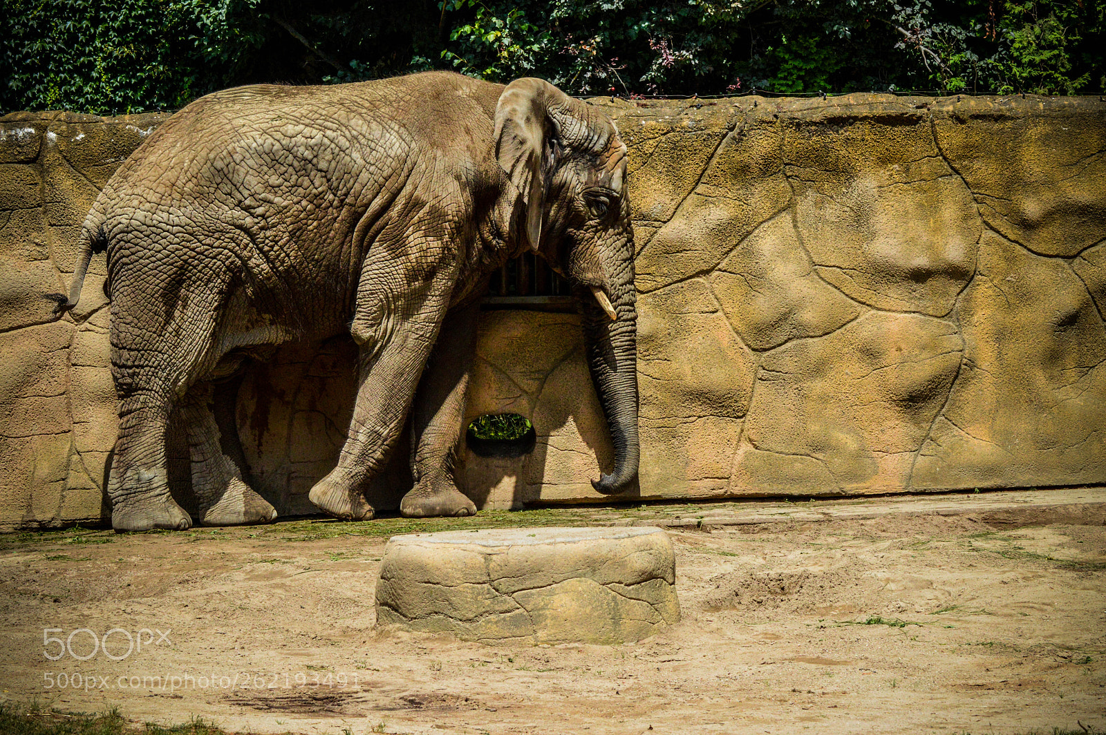 Nikon D3200 sample photo. Elephant in the zoo photography