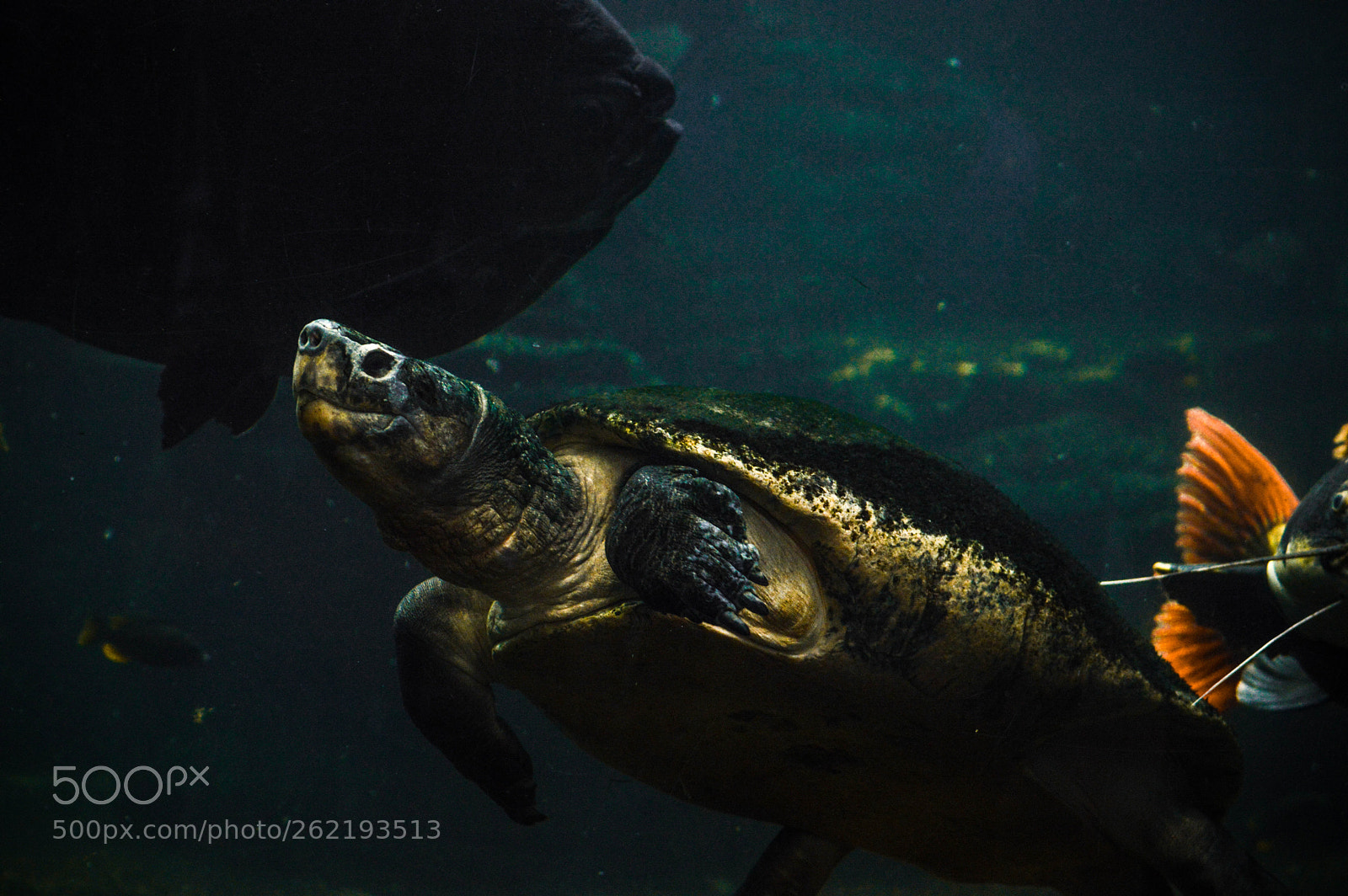 Nikon D3200 sample photo. Turtle in the water photography