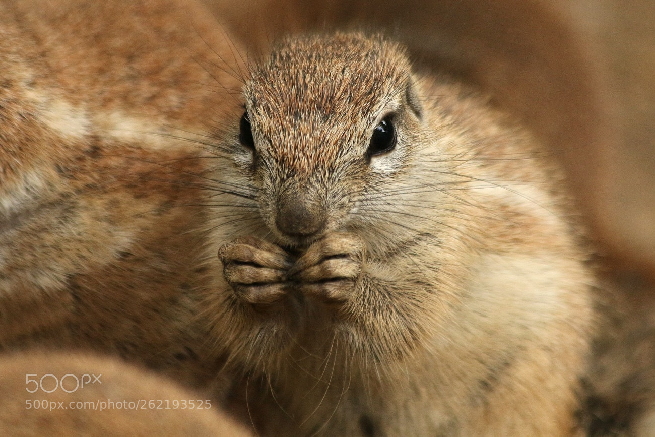 Canon EF 70-300mm F4-5.6 IS USM sample photo. Please :-) photography