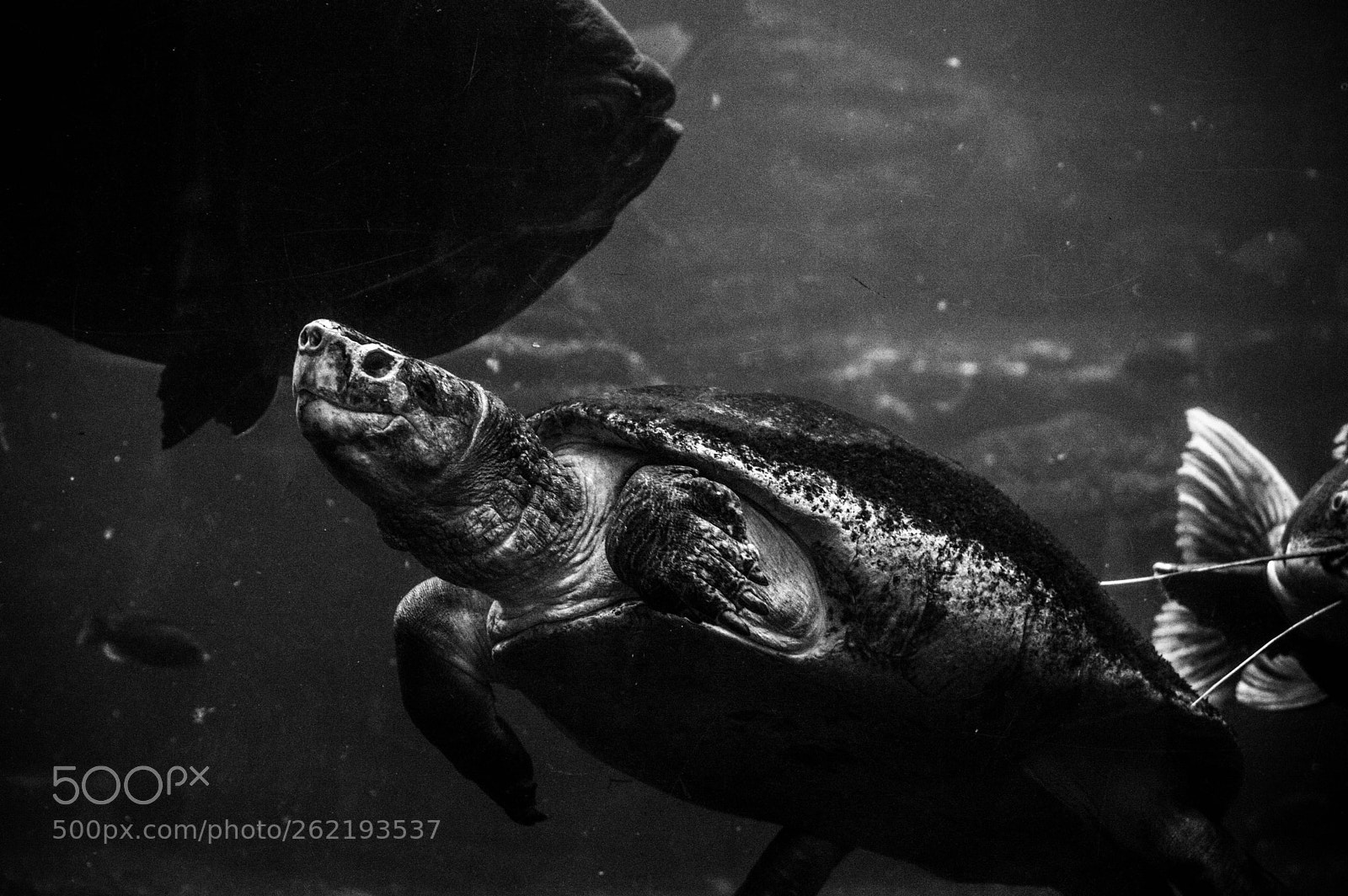 Nikon D3200 sample photo. Turtle in the water photography