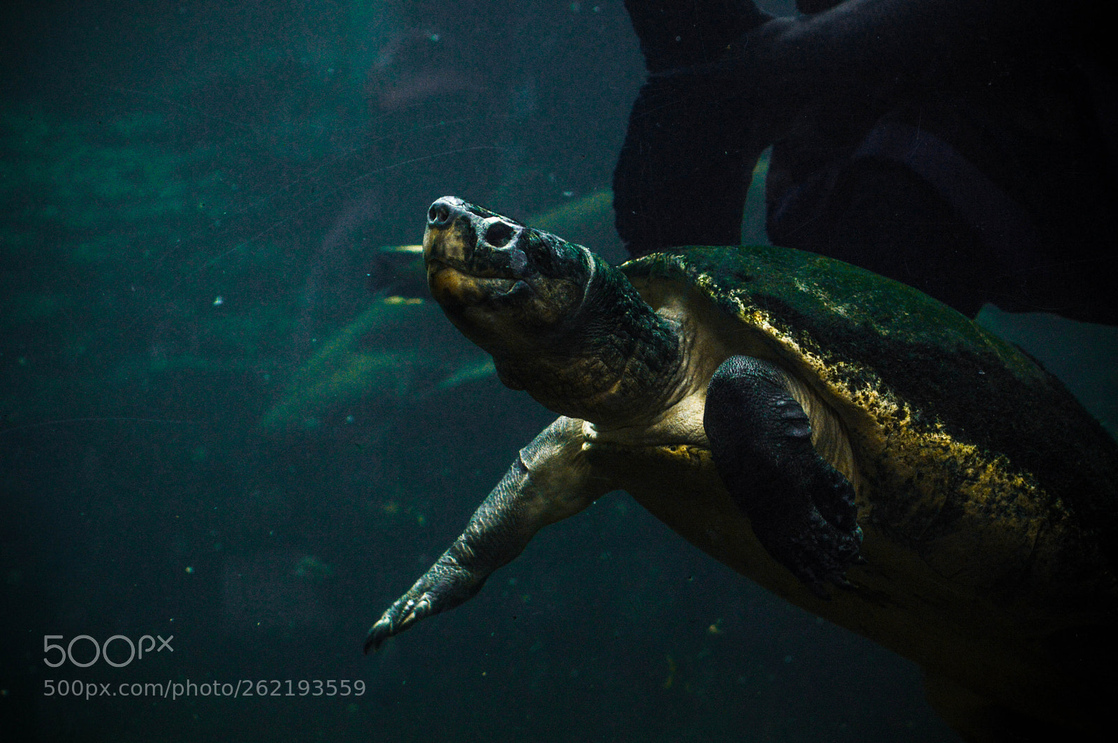 Nikon D3200 sample photo. Turtle in the water photography