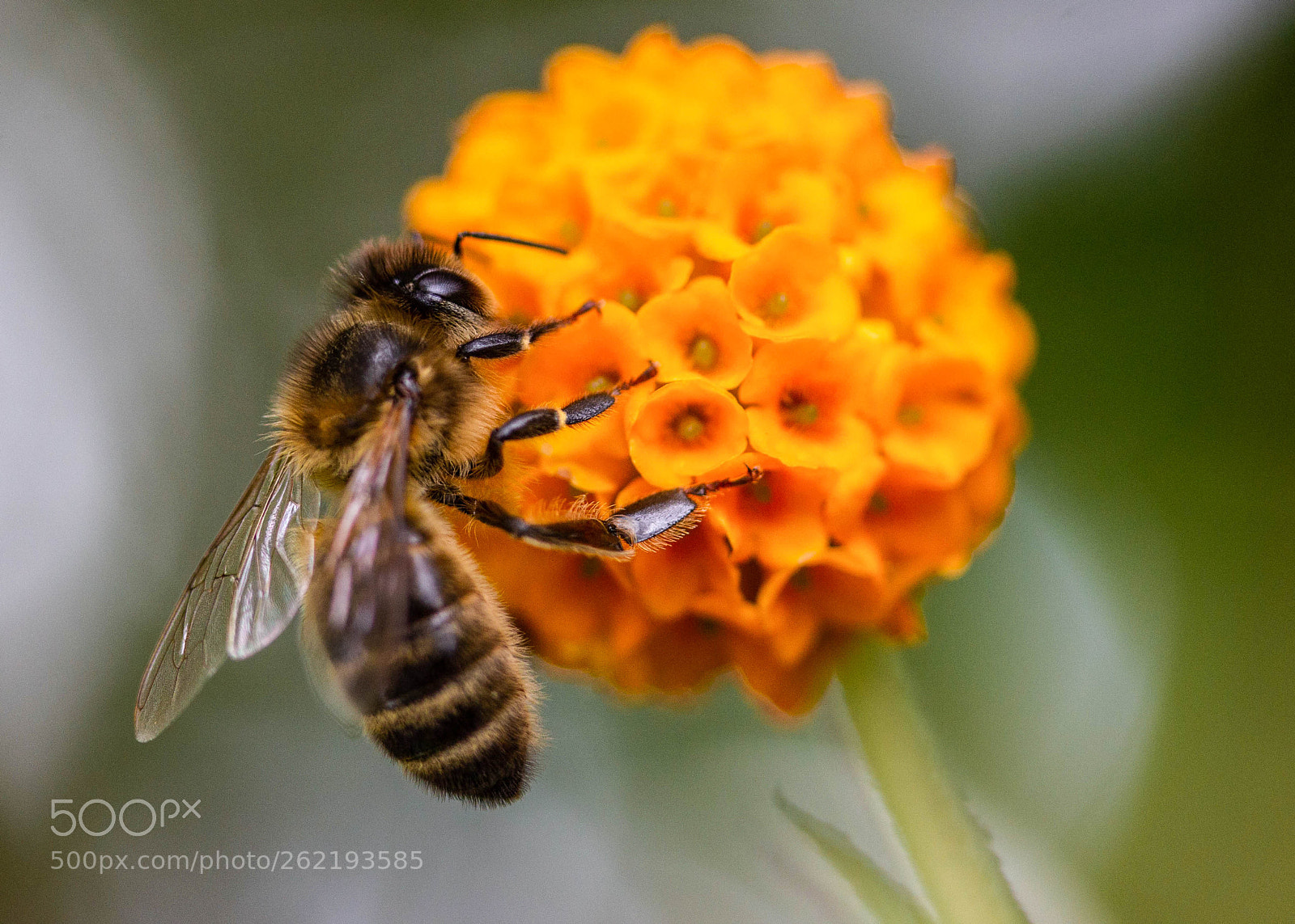 Canon EOS 600D (Rebel EOS T3i / EOS Kiss X5) sample photo. Bee on flower photography