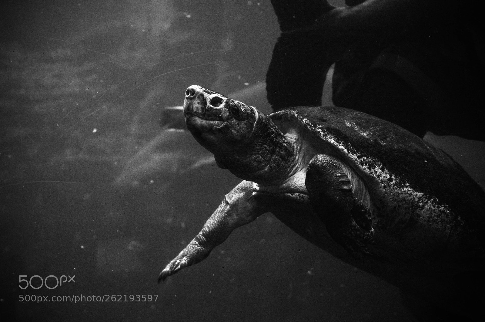 Nikon D3200 sample photo. Turtle in the water photography