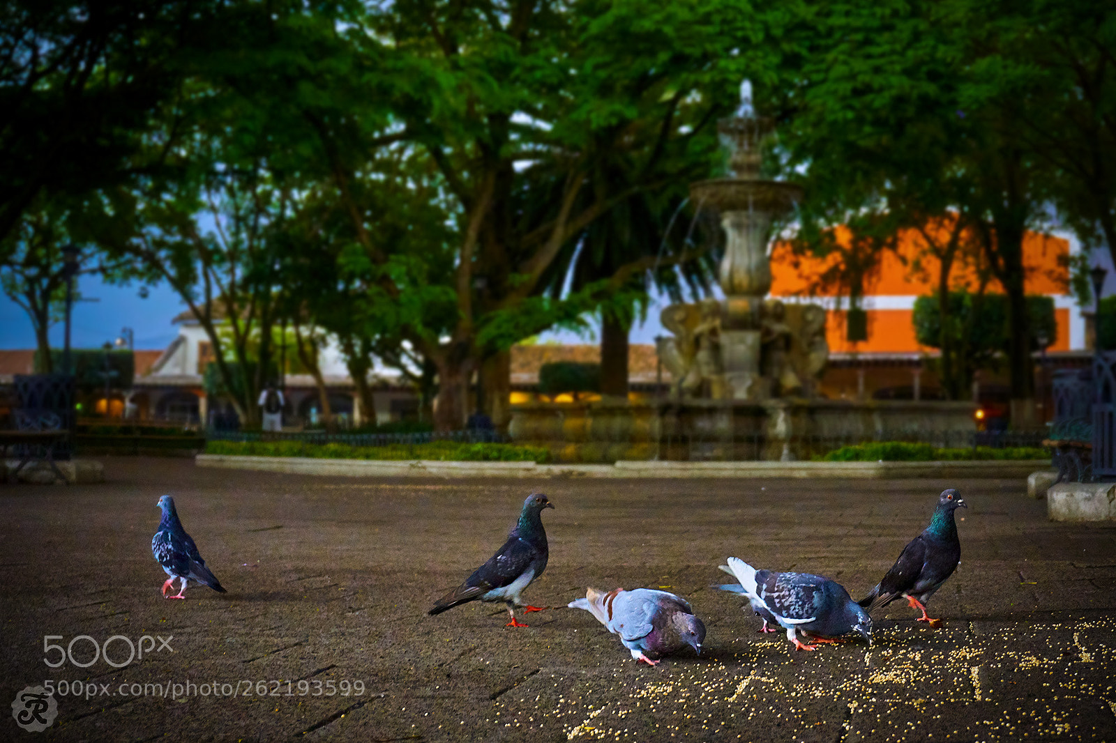 Sony a6000 sample photo. Pigeons at the central photography