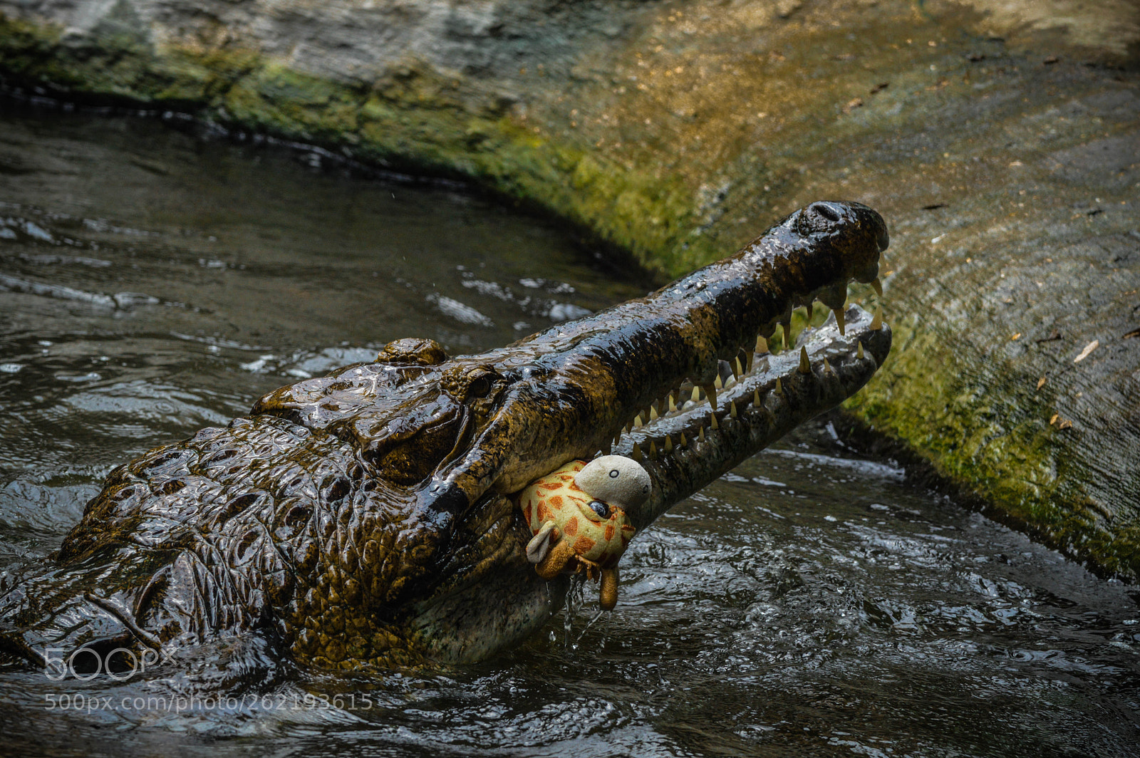 Nikon D3200 sample photo. Crocodile with soft toy photography