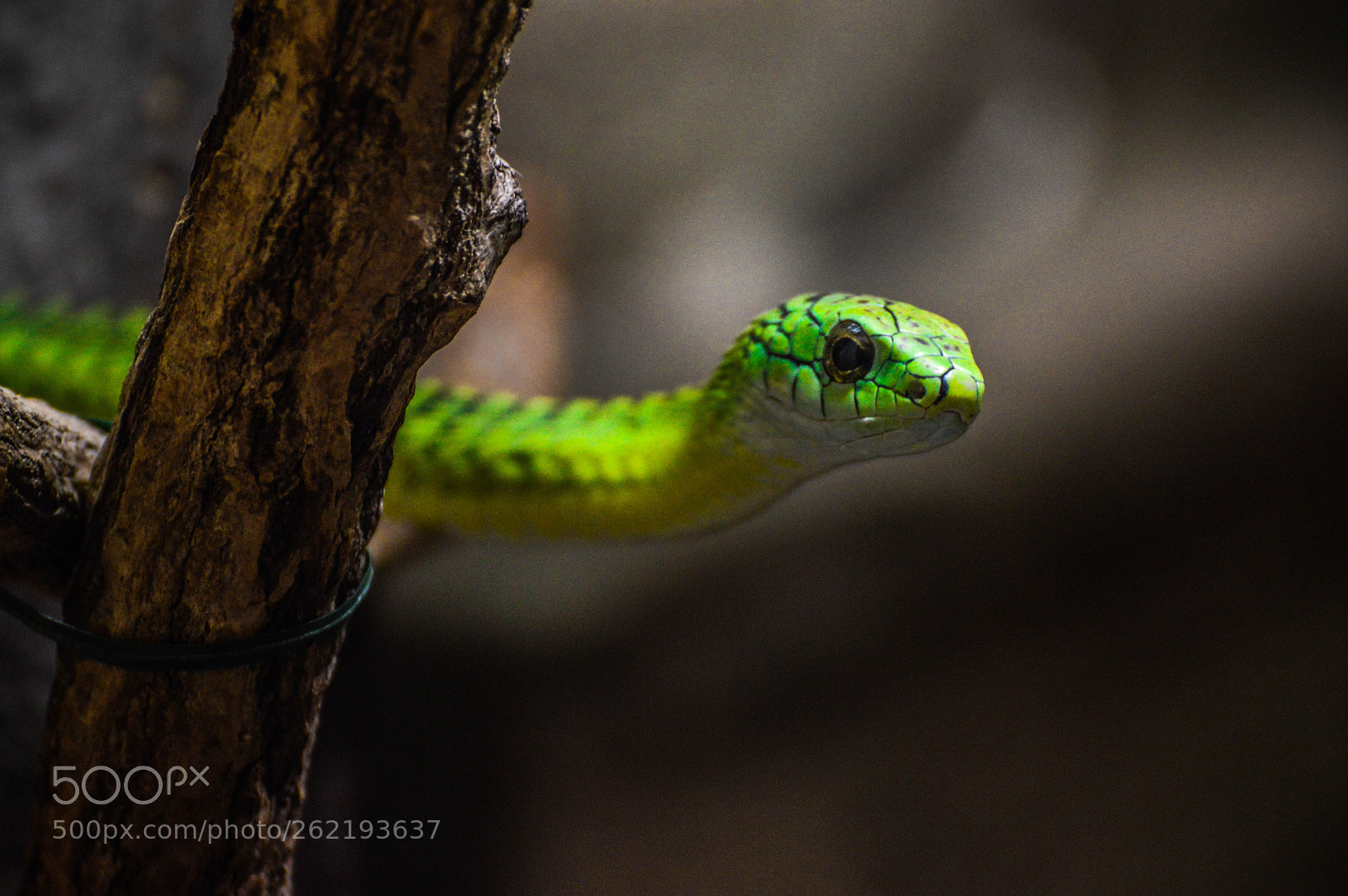 Nikon D3200 sample photo. Snake in the branch photography